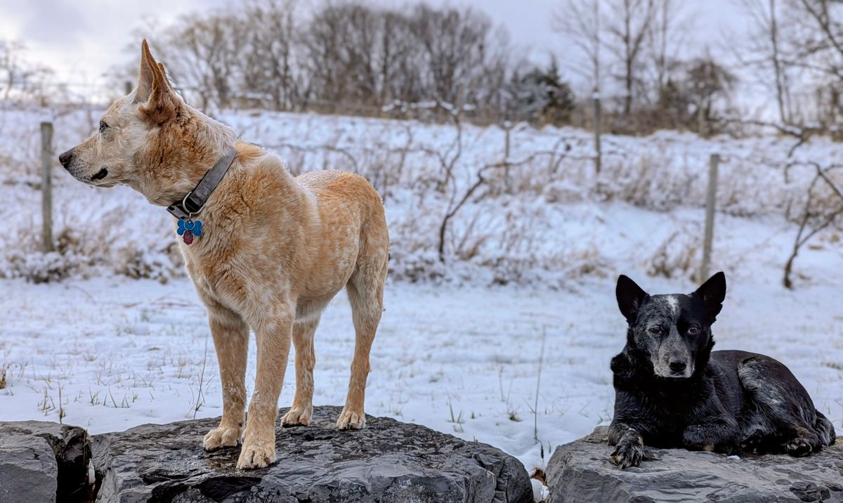 Photo by Pedro_Carolino on March 17, 2026 of the Nicks MTO in Horween Light Natural Dublin.