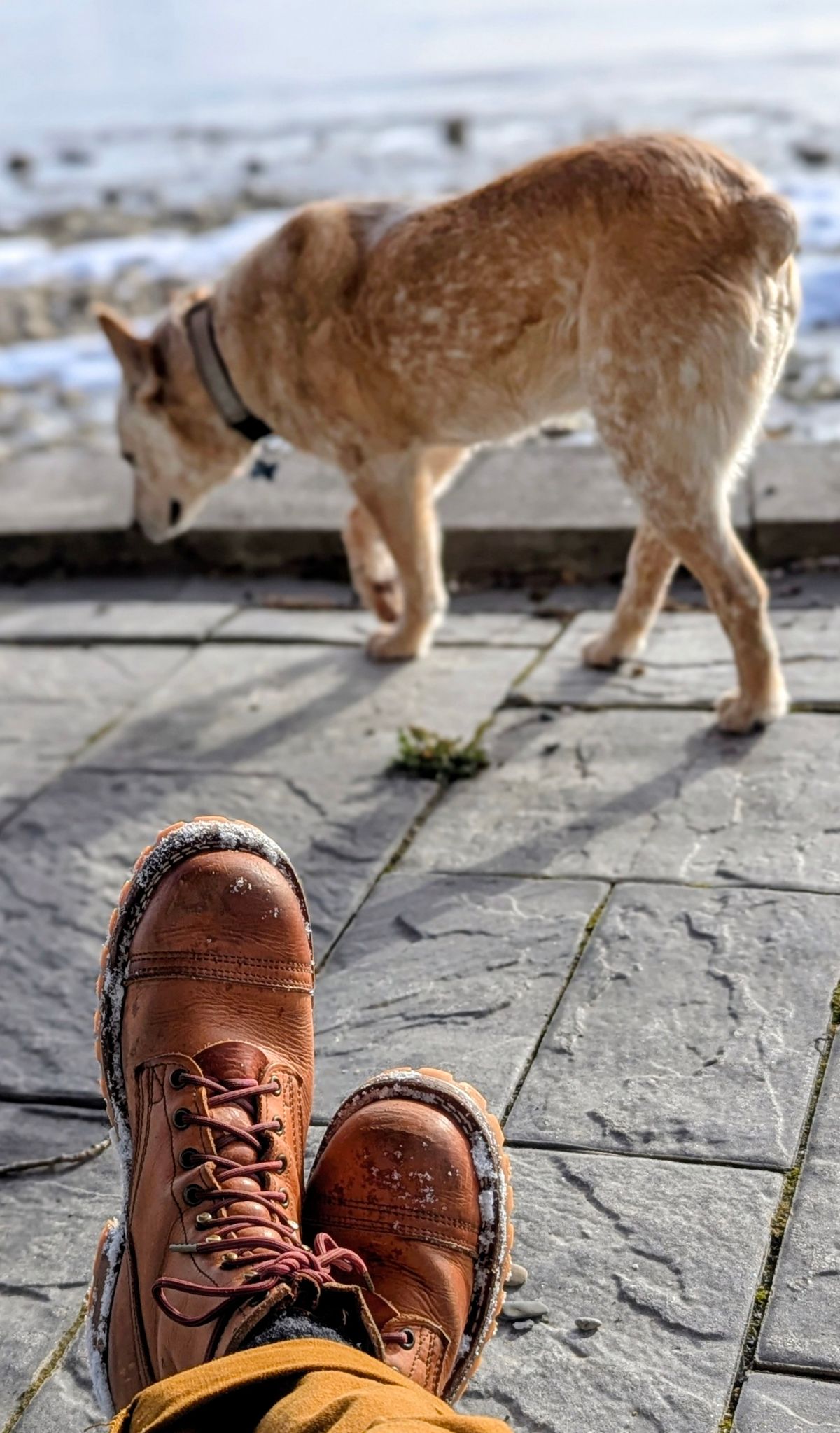 Photo by Pedro_Carolino on March 18, 2026 of the Nicks MTO in Horween Light Natural Dublin.