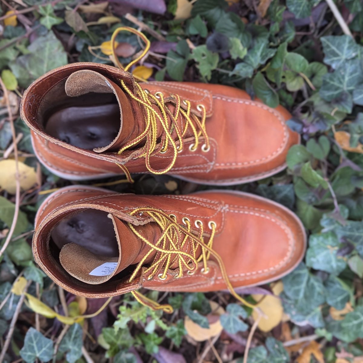 Photo by duffetboots on November 5, 2024 of the White's Perry 6" Select in Seidel Tobacco Stampede Roughout.