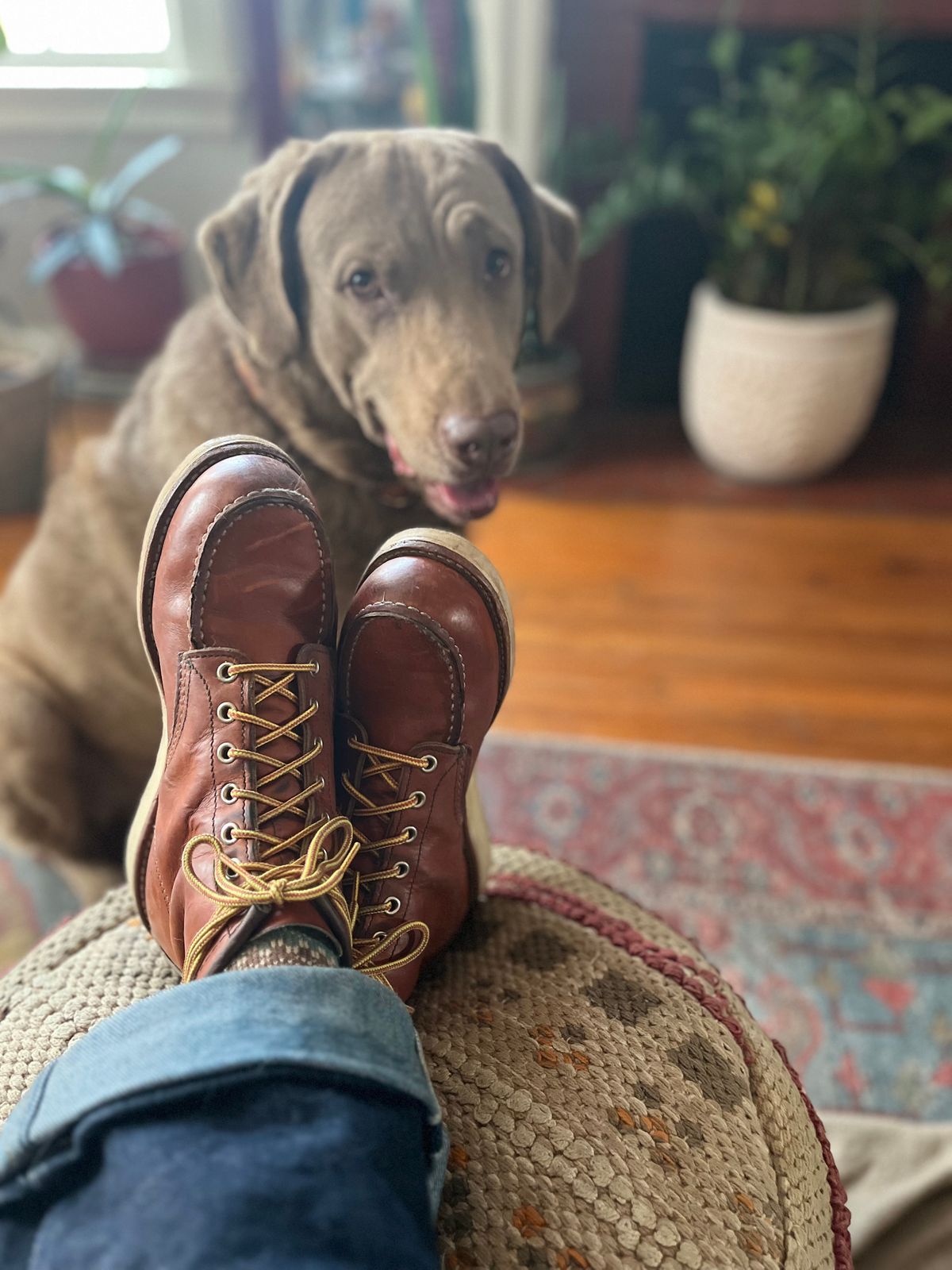 Photo by RgrDJ73 on February 9, 2026 of the Red Wing 6-Inch Classic Moc in S.B. Foot Oro Legacy.