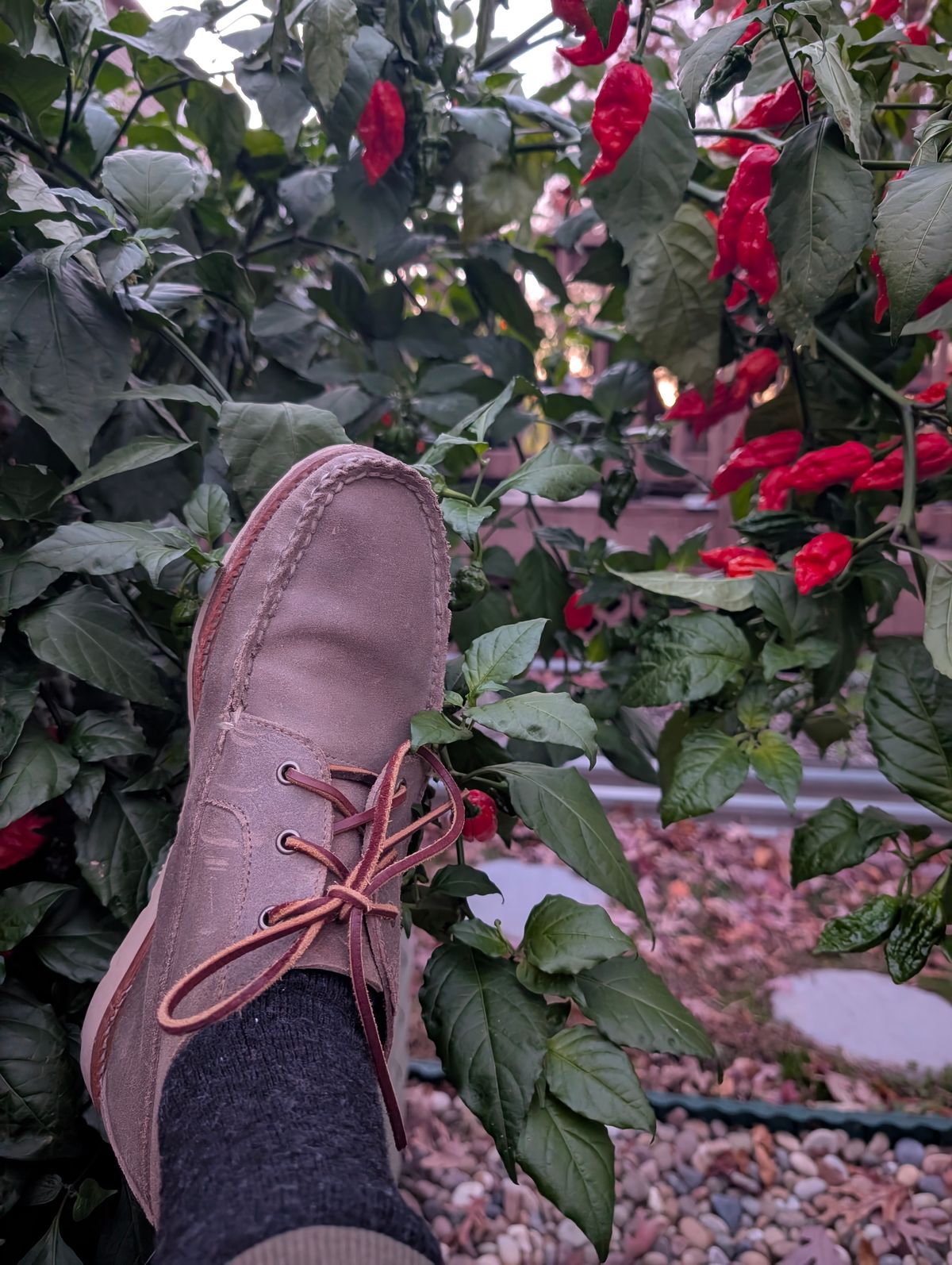 Photo by donkey008 on November 11, 2025 of the Rancourt & Co. Acadia Chukka Redux in C.F. Stead Driftwood Waxy Commander.