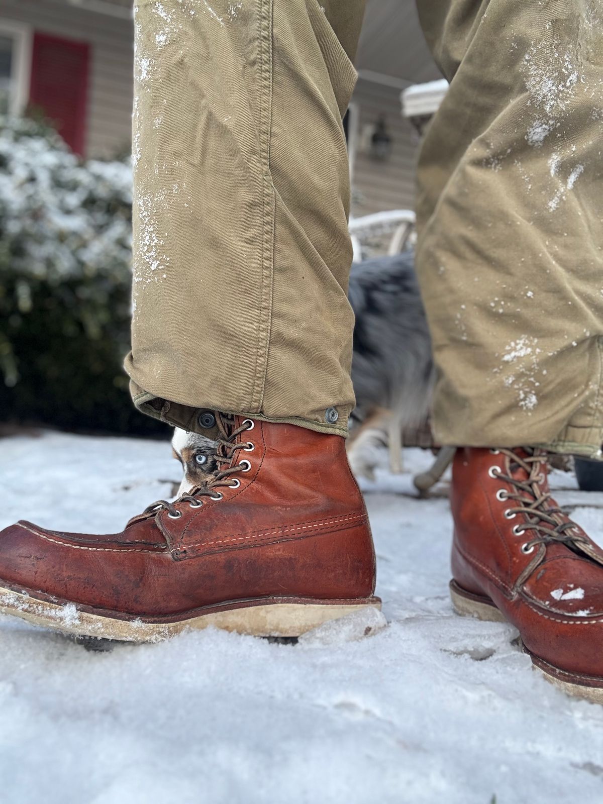 Photo by M_Vaughan on January 26, 2026 of the Red Wing 8-Inch Classic Moc in Oro Legacy Leather.