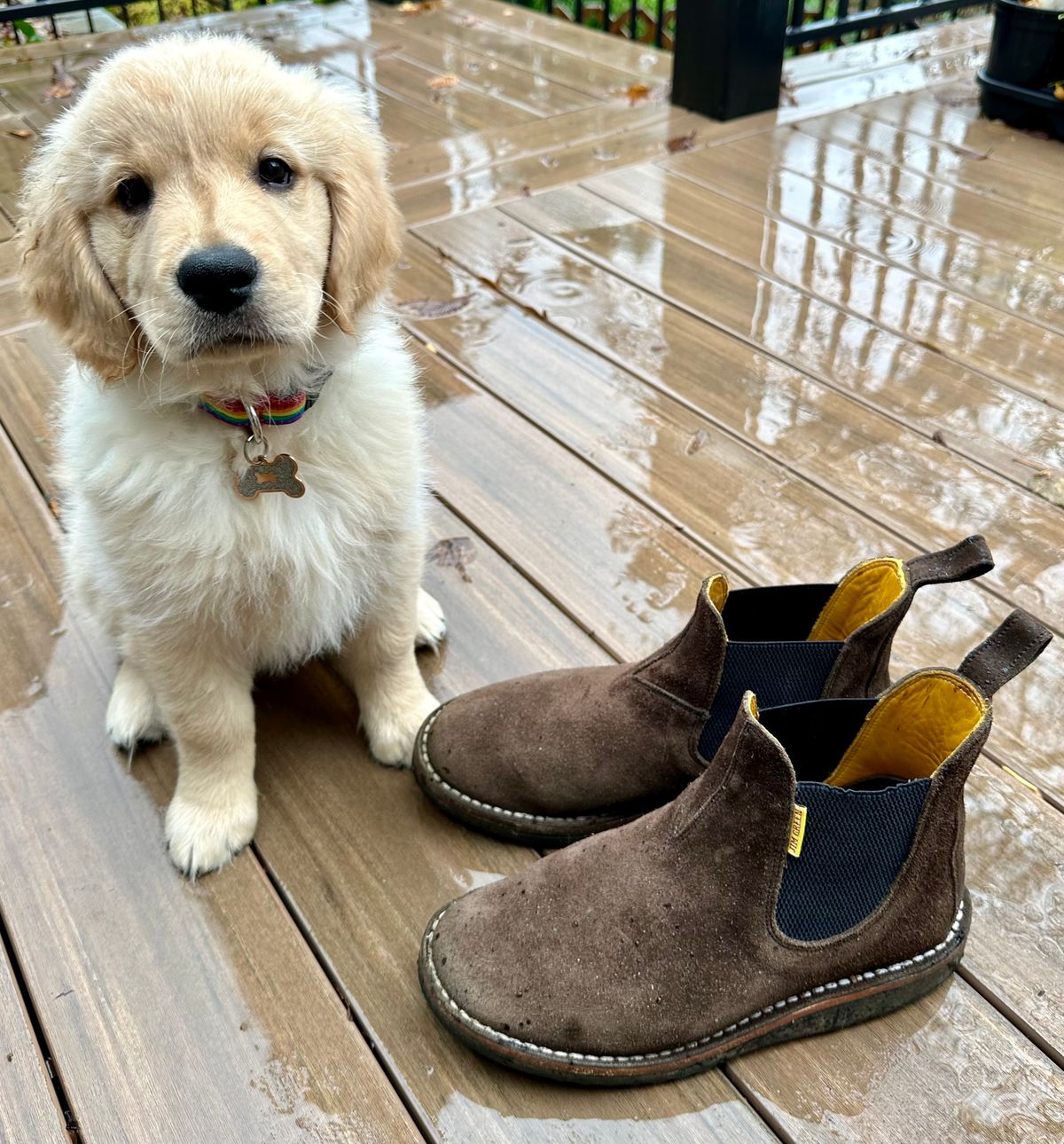 Photo by eschaye on December 5, 2025 of the Jim Green Stockman in Houston Brown Rough Out.