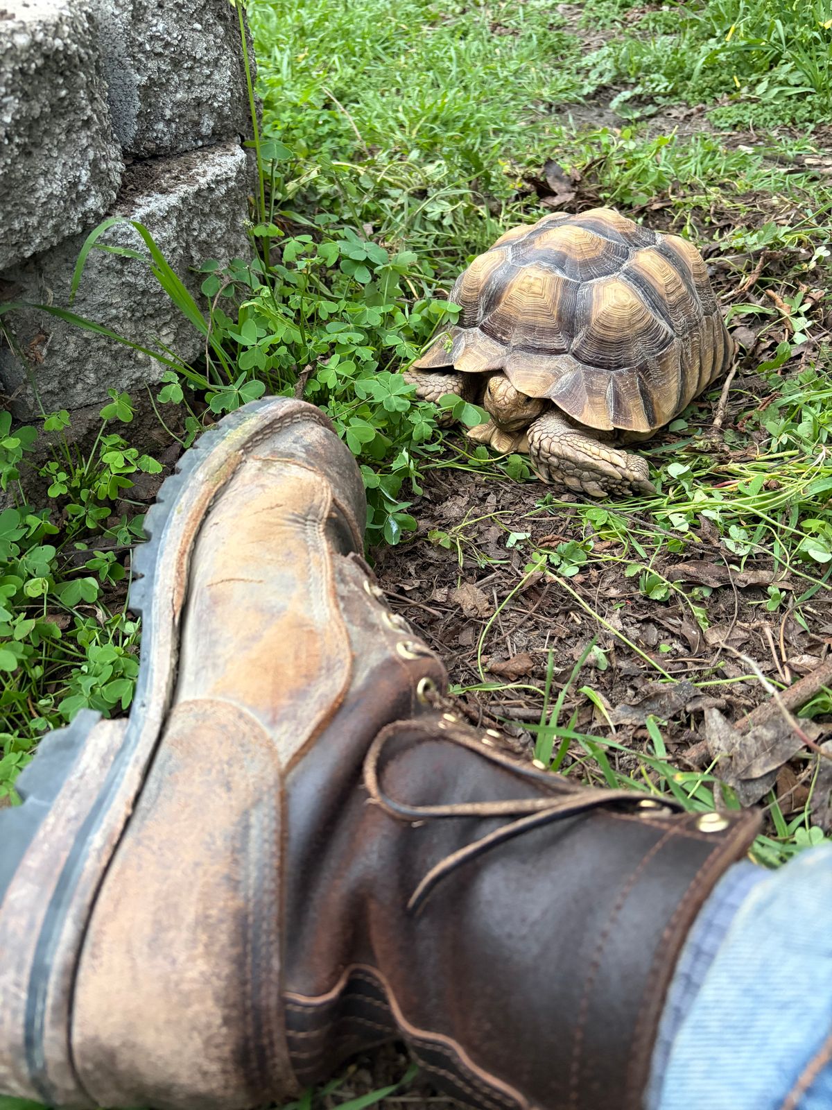 Photo by robmagr on February 25, 2026 of the Nicks x Rose Anvil ND1 in Horween Brown Waxed Flesh.