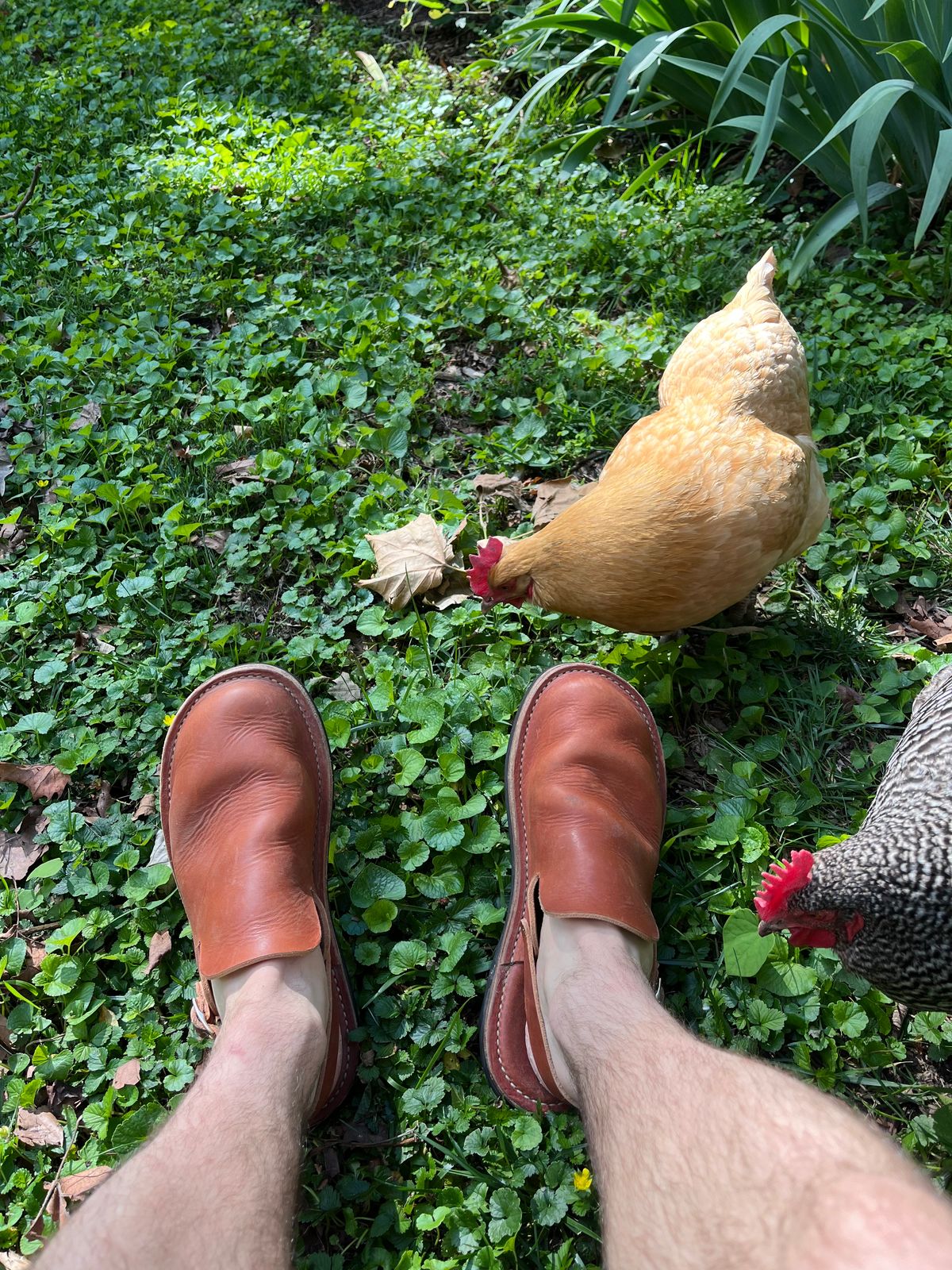 Photo by prichardson on June 23, 2026 of the Hardworking Phil Dam Stomper in Horween Unknown.
