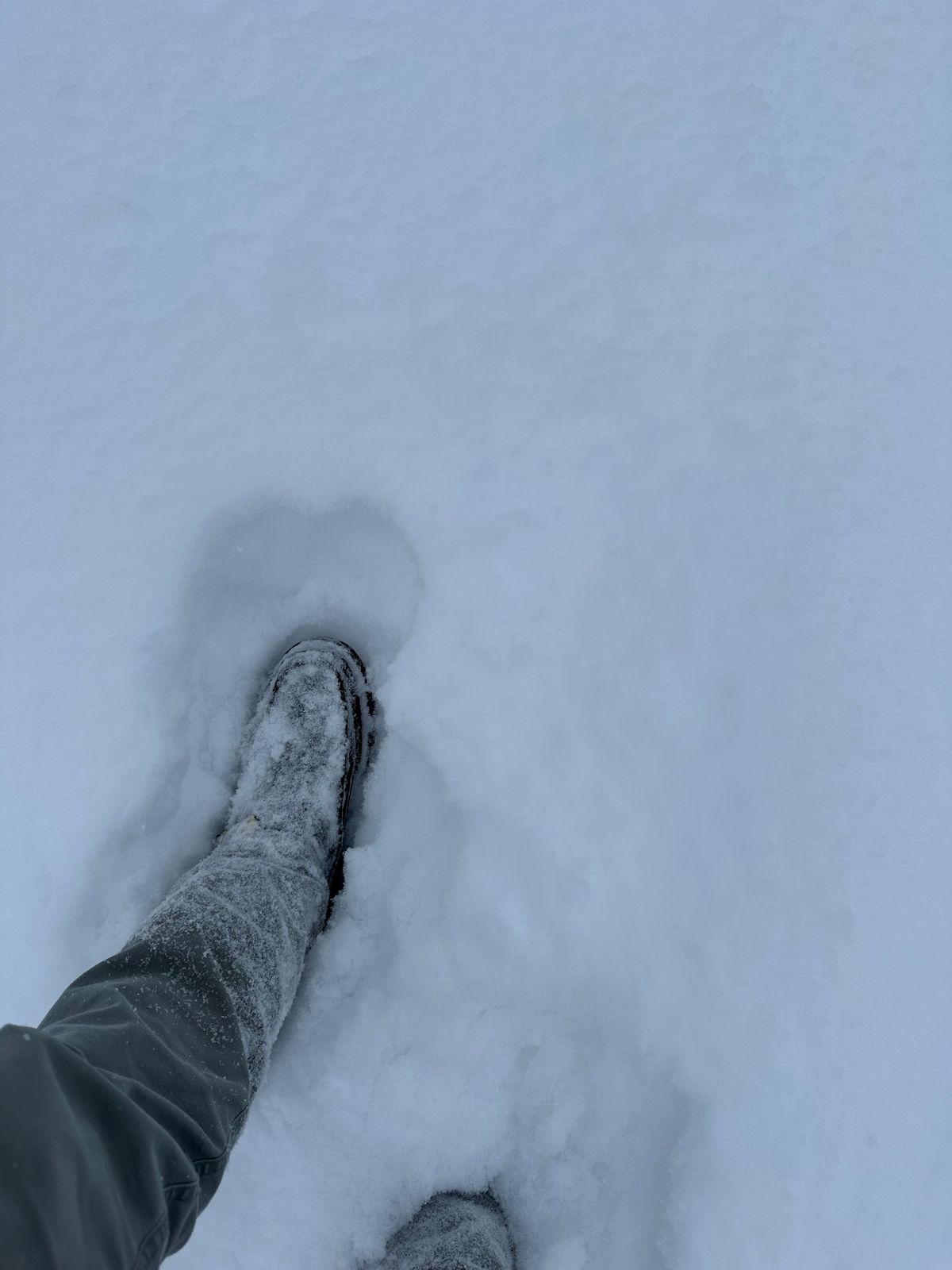 Photo by Mogo on February 15, 2026 of the Russell Moccasin Co. Zephyr II in S.B. Foot Sage Chamois.