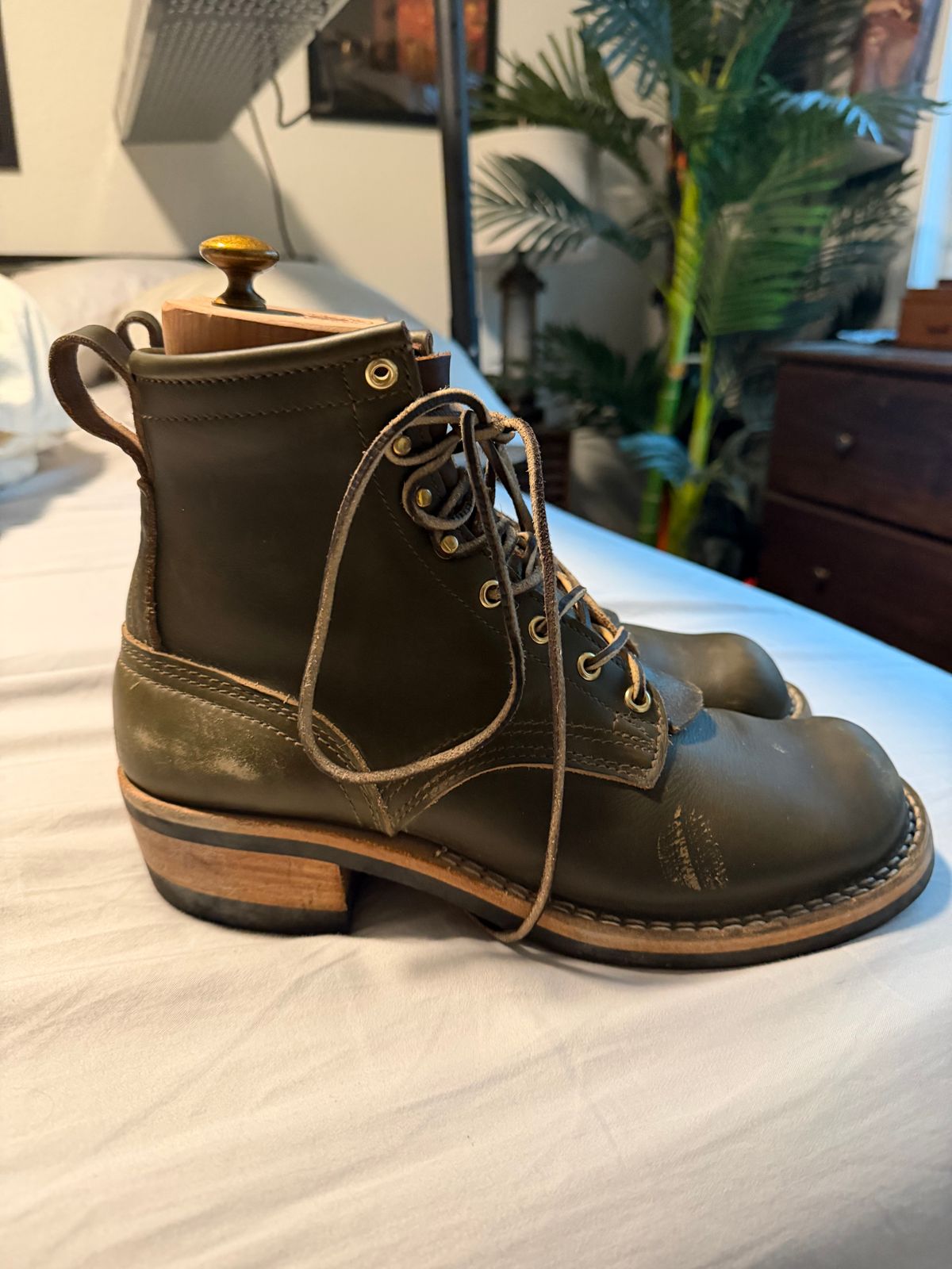 Photo by luckysean2 on November 2, 2025 of the Nicks Robert in Shackleton Greener Pastures.