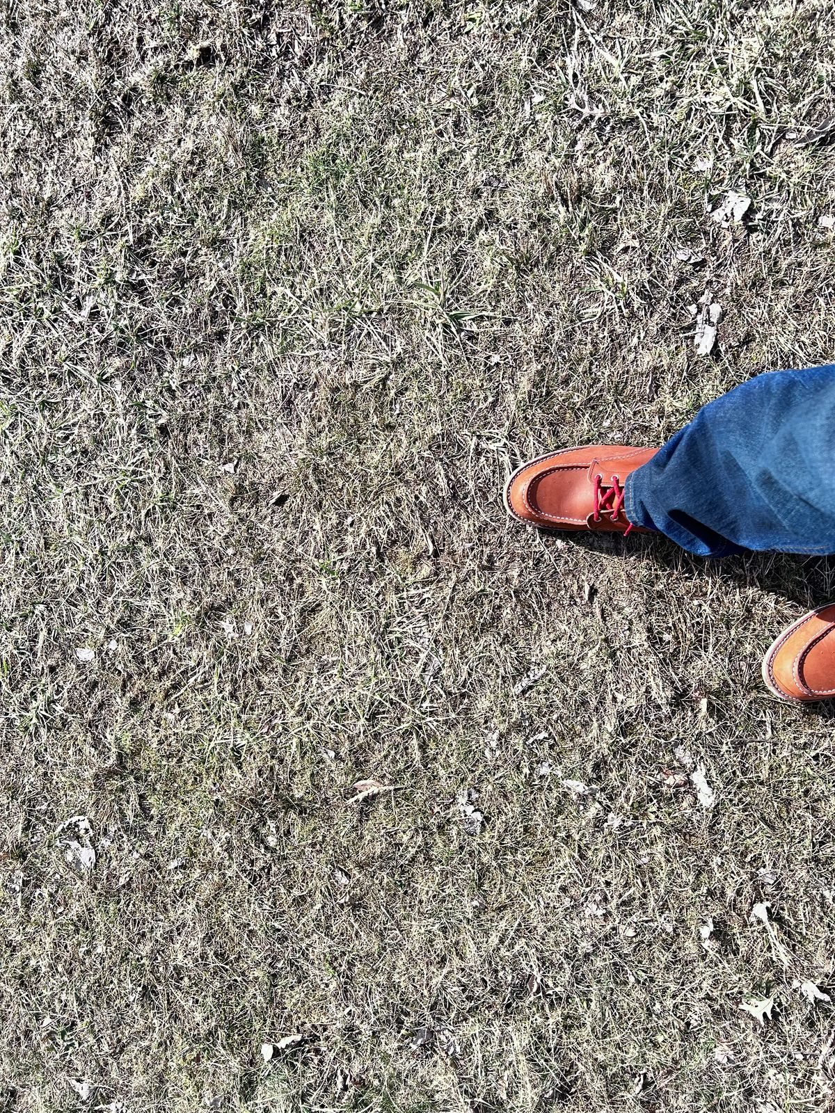 Photo by ShoesforStress on March 4, 2025 of the Red Wing 6-Inch Classic Moc in S.B. Foot Oro-Harness.
