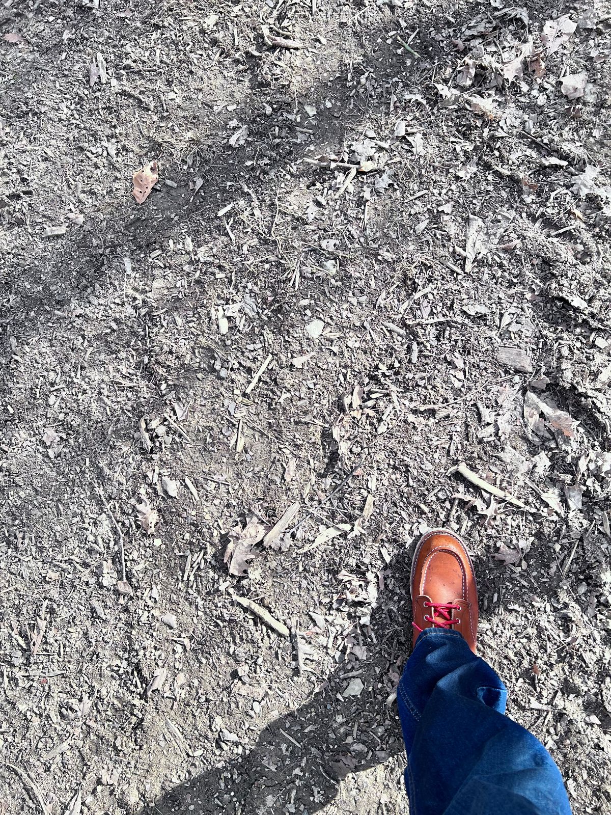 Photo by ShoesforStress on March 4, 2025 of the Red Wing 6-Inch Classic Moc in S.B. Foot Oro-Harness.