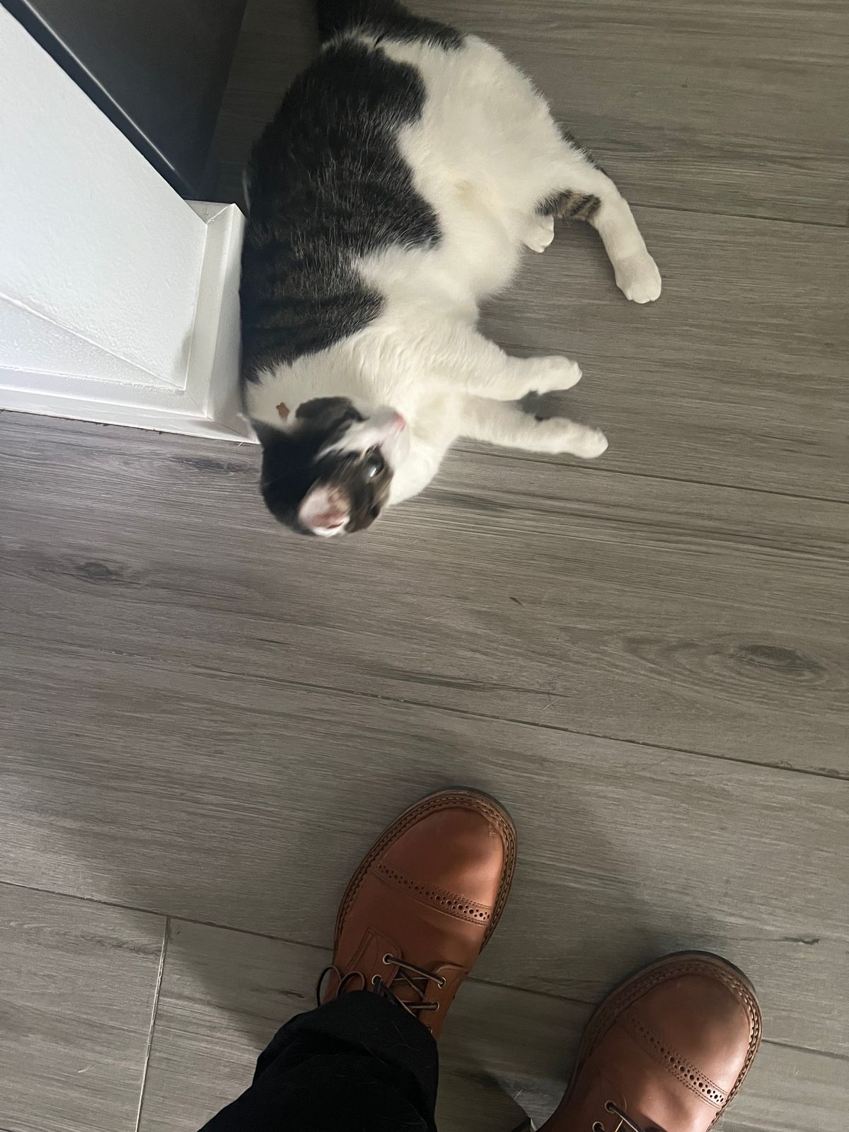 Photo by bootsnfloors on March 14, 2026 of the White's Bounty Hunter in Seidel Tobacco Stampede.