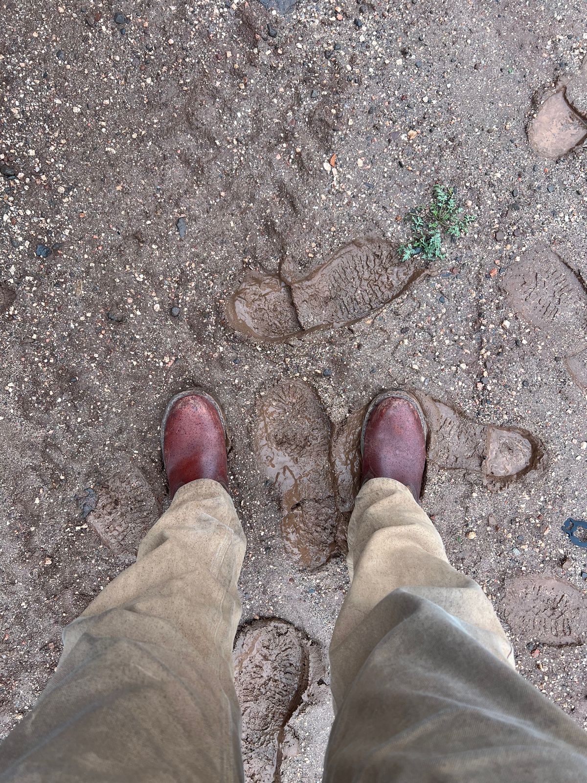 Photo by bootsnfloors on January 1, 2026 of the White's Westbale in Seidel Red Dog Oil Tan & Seidel Red Dog Oil Tan Roughout.