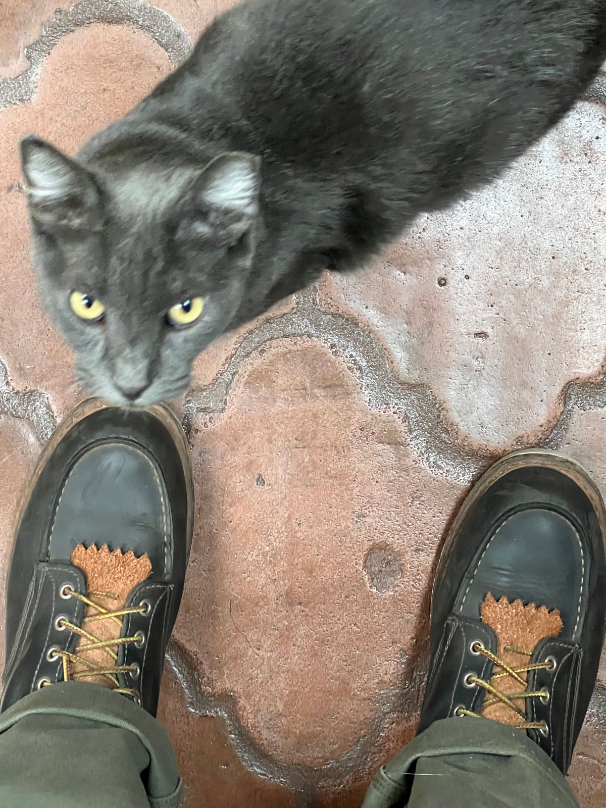 Photo by bootsnfloors on August 25, 2025 of the White's Perry 8" in Seidel Black Oil Tan.