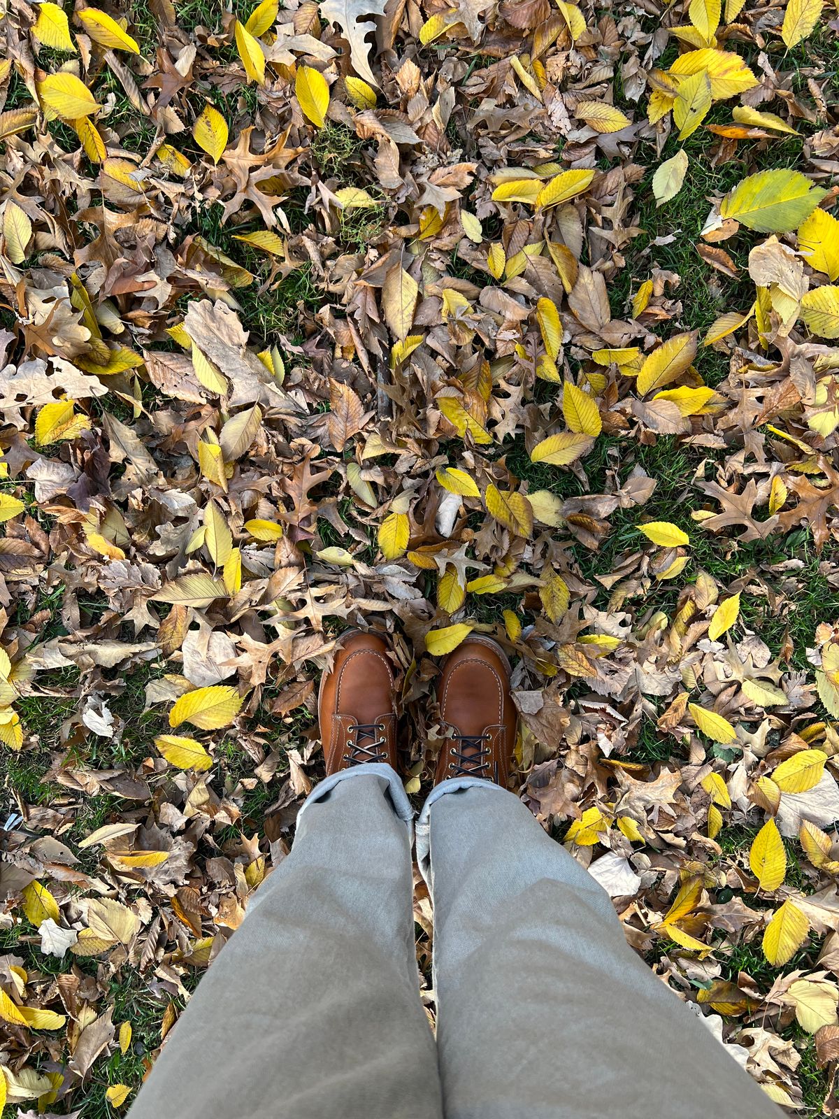 Photo by bootsnfloors on October 31, 2024 of the White's Perry 6" Select in Seidel Tobacco Stampede.