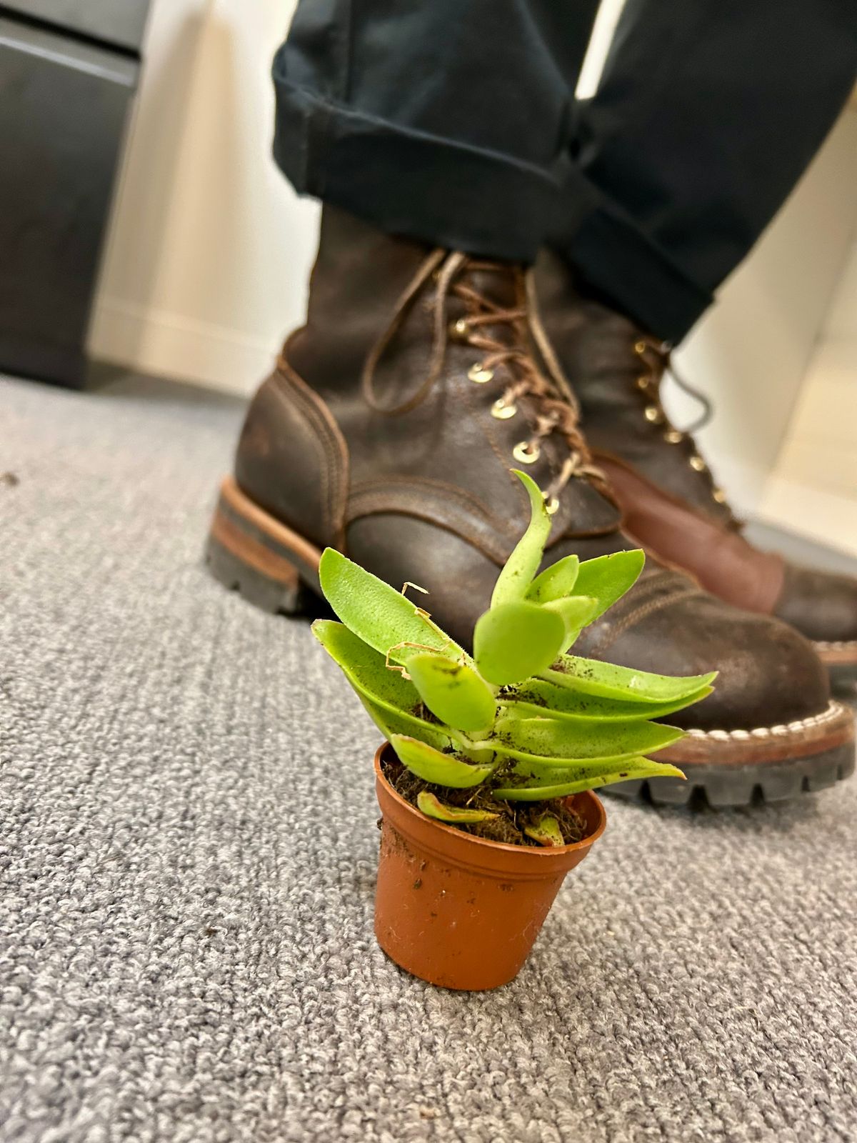 Photo by Vic on April 20, 2026 of the Nicks X Rose Anvil ND1 in Horween Black Waxed Flesh.