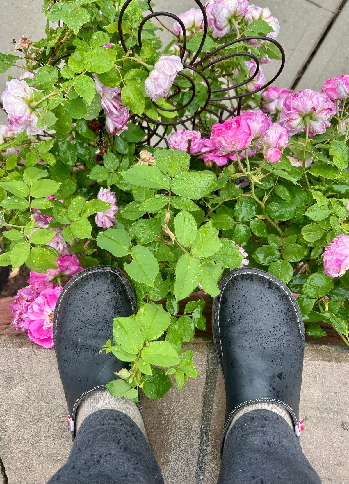 Photo by Vic on May 23, 2026 of the Duckfeet Blåvand in Terracare Navy.