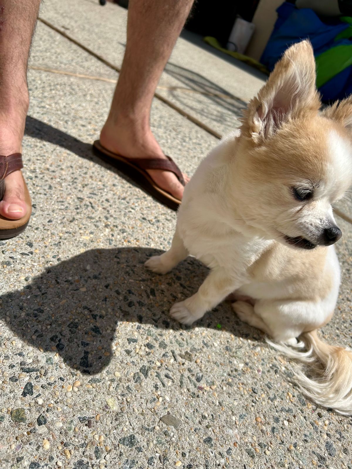 Photo by Vic on April 12, 2026 of the Southern Polished Flip Flop in Law Tanning Mahogany Big Horn Shrunken Bison.