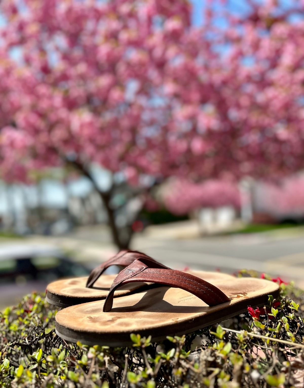 Photo by Vic on April 15, 2026 of the Southern Polished Flip Flop in Law Tanning Mahogany Big Horn Shrunken Bison.