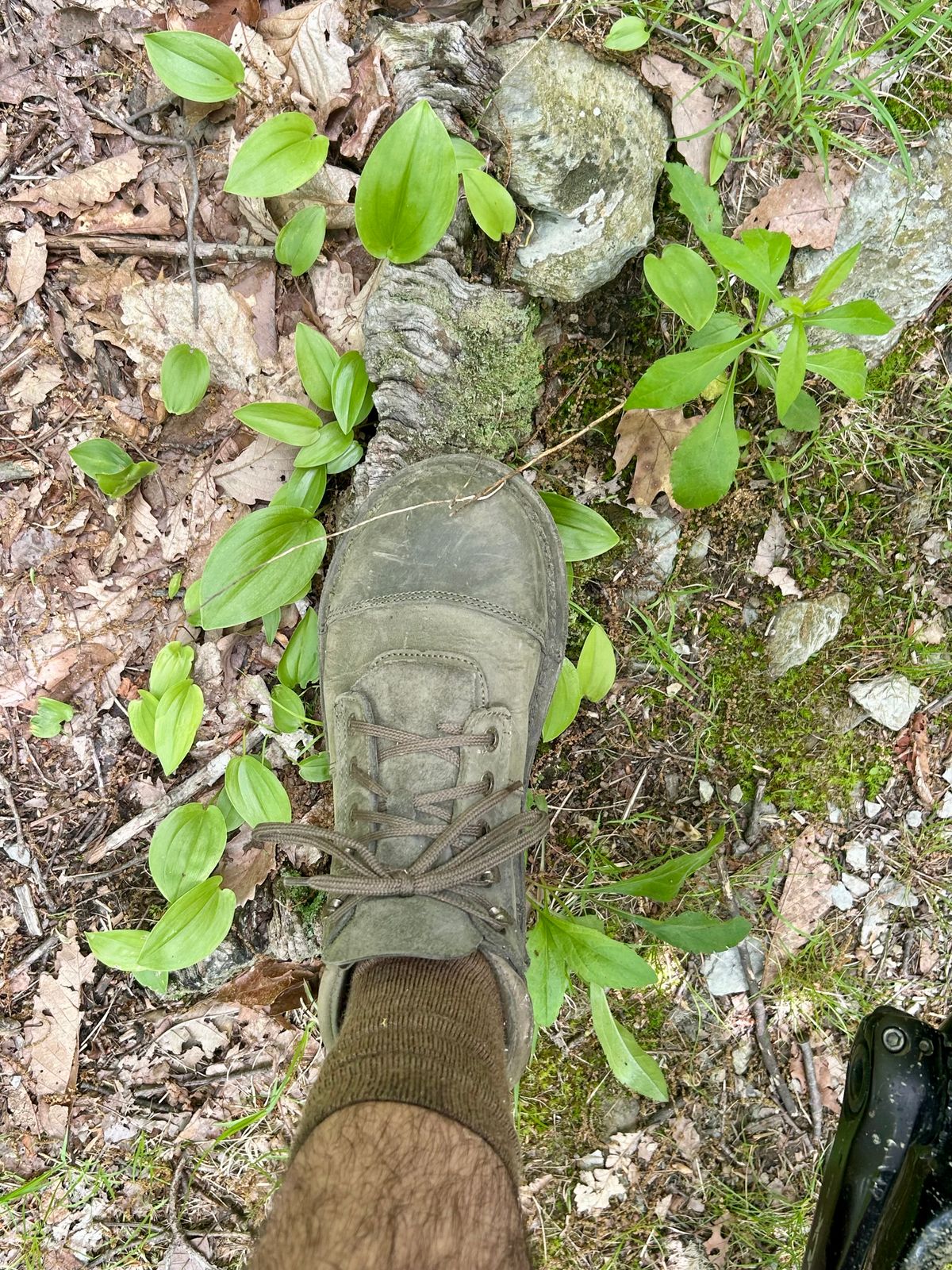 Photo by Vic on May 27, 2026 of the Jim Green African Ranger in Jim Green / Houston Green.