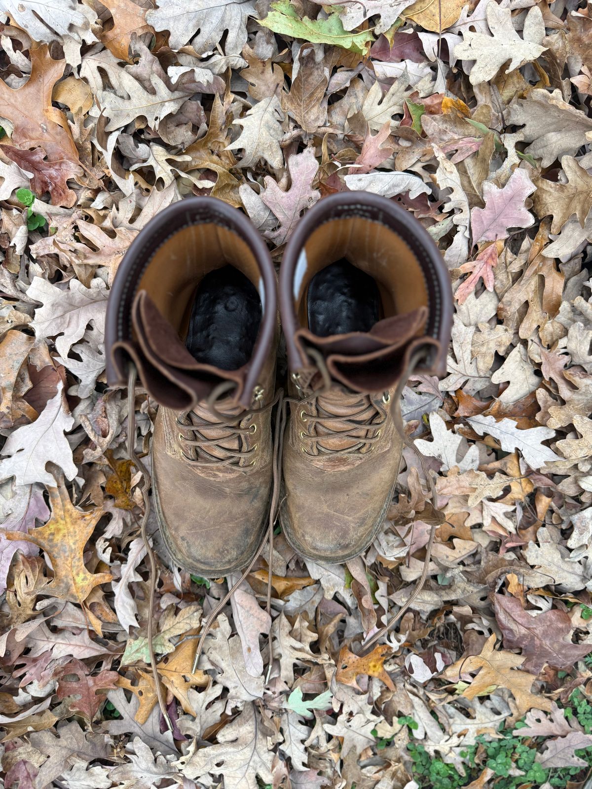 Photo by jandrescavage on November 3, 2025 of the Frank's Boots Front Range in Horween Natural Chromexcel.