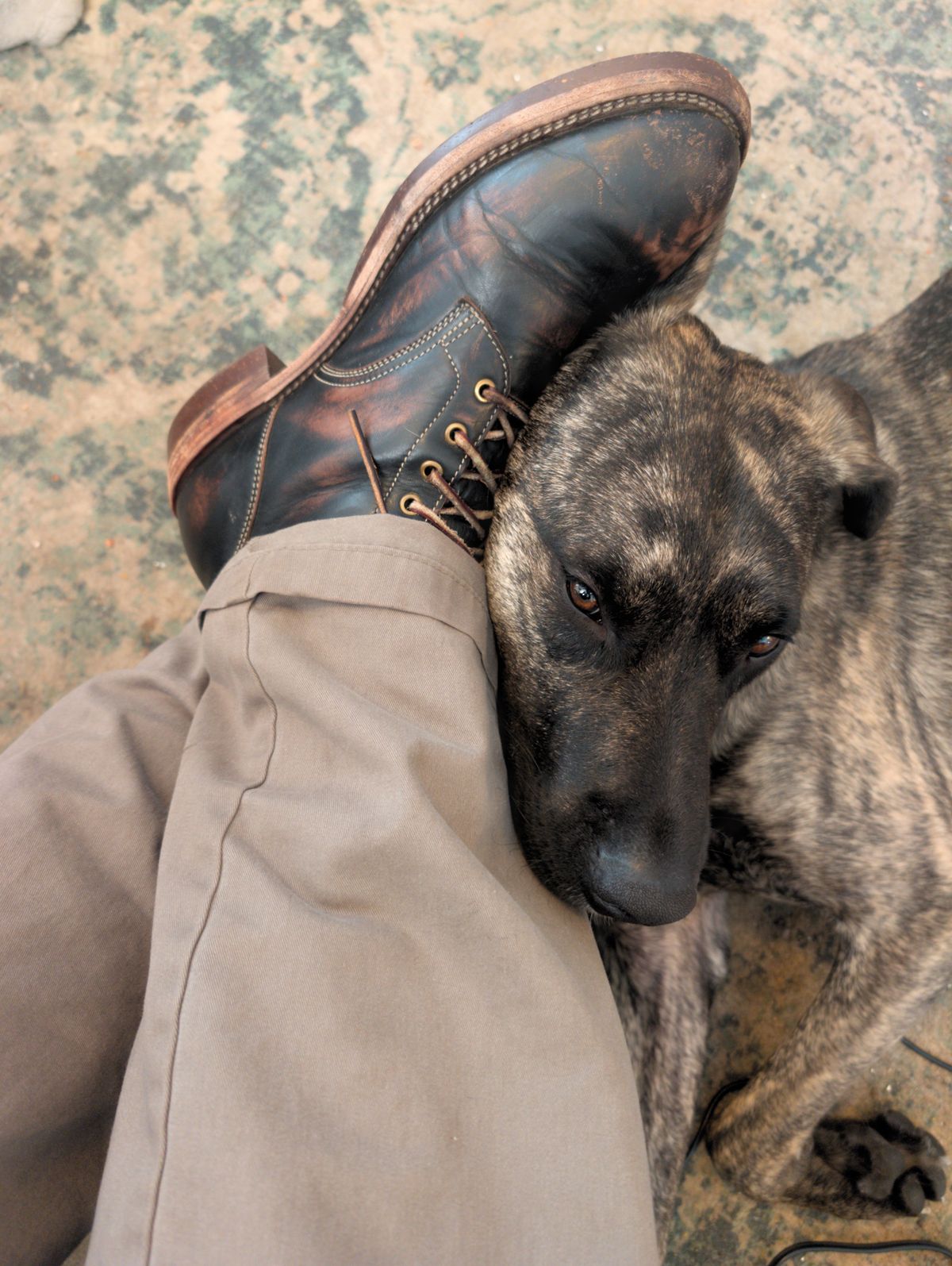 Photo by mbjsmith82 on March 10, 2025 of the Jakkrabbits Custom Model in Shinki Black Antique Horsehide.