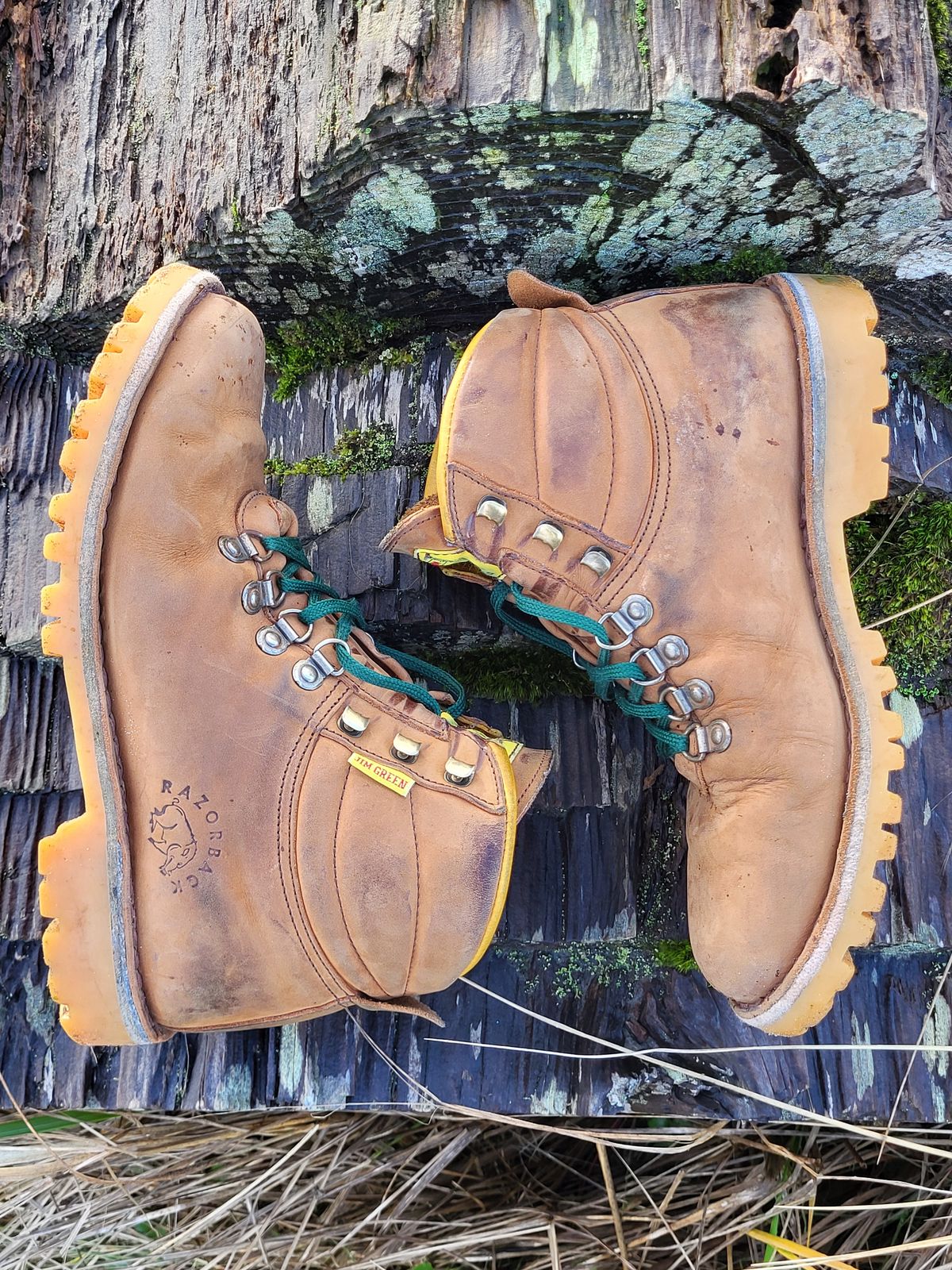 Photo by Max on January 5, 2026 of the Jim Green Razorback in Fudge Crazy Horse.