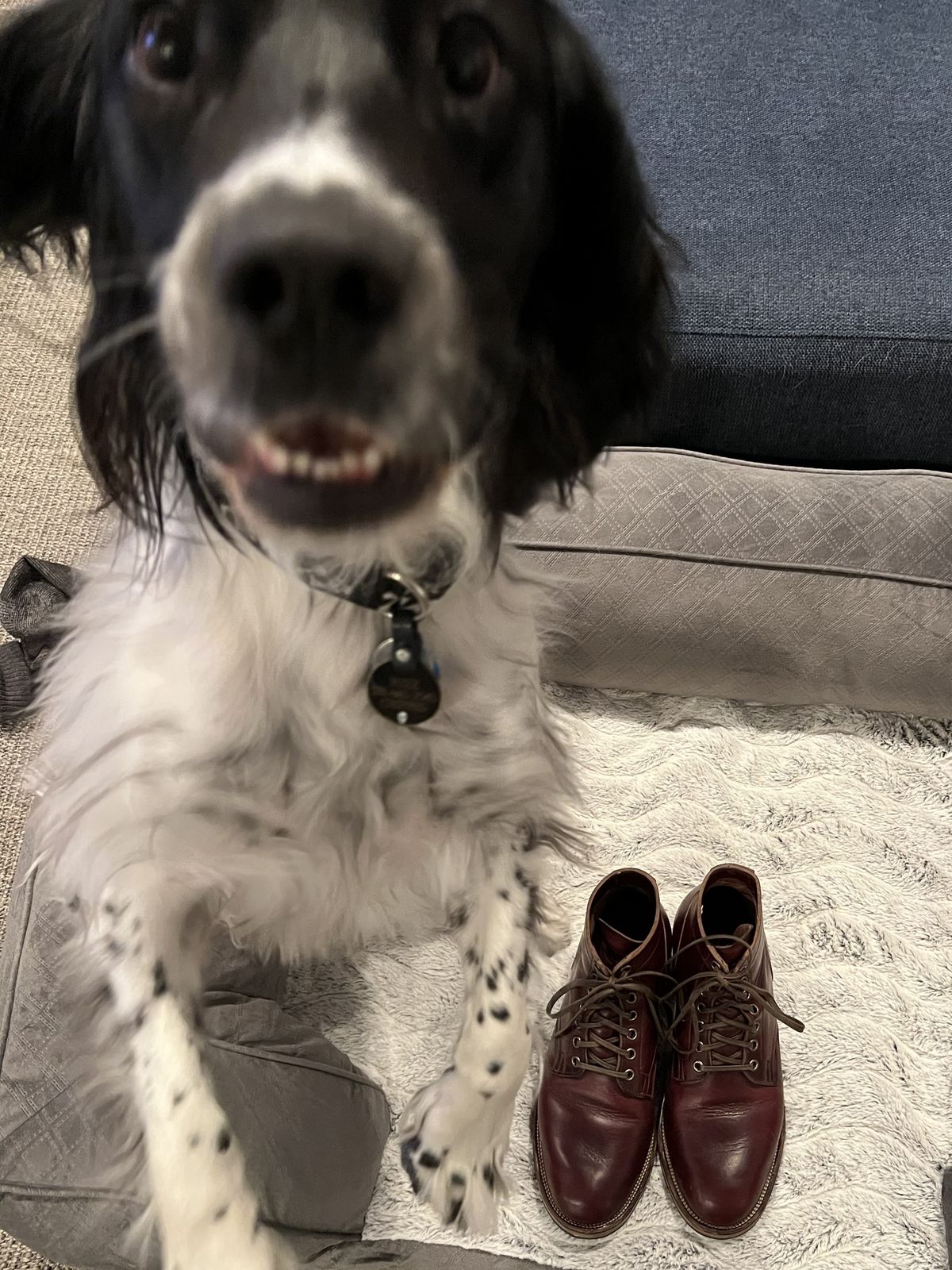 Photo by central209 on December 6, 2022 of the Viberg Service Boot in Horween Color 8 Chromexcel.