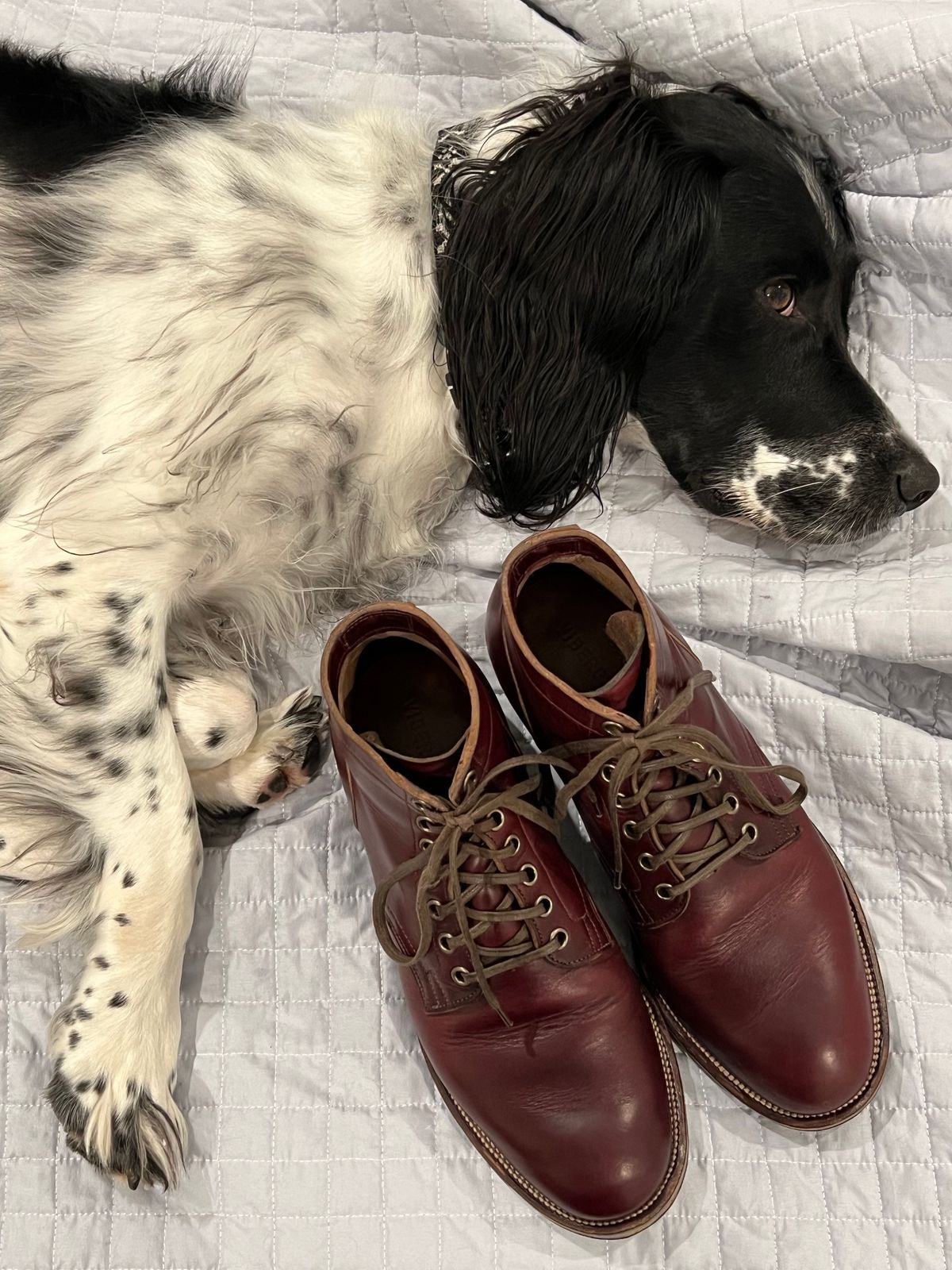 Photo by central209 on January 6, 2023 of the Viberg Service Boot in Horween Color 8 Chromexcel.
