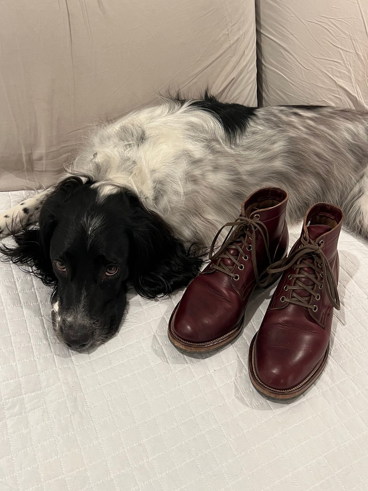 Photo by central209 on February 6, 2023 of the Viberg Service Boot in Horween Color 8 Chromexcel.