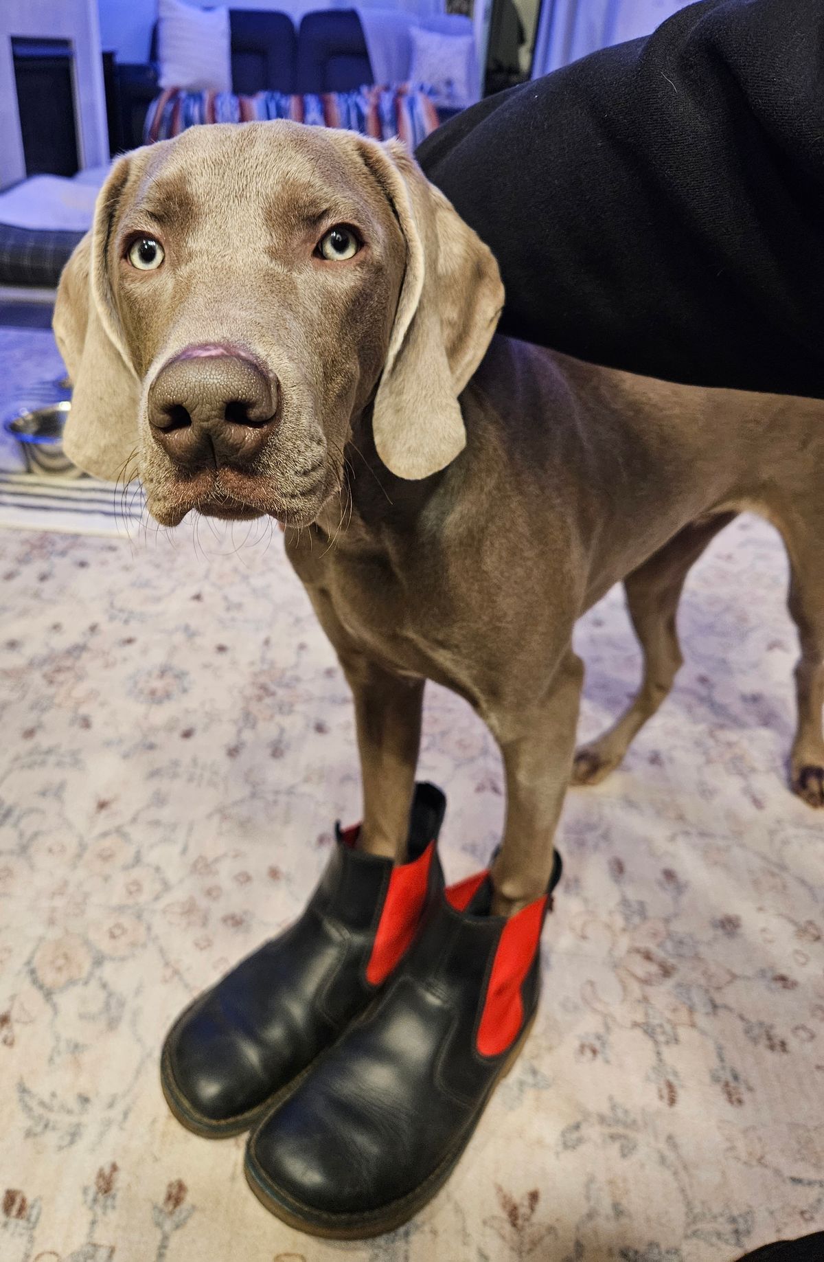 Photo by Mobius_Mustache on February 3, 2026 of the Duckfeet Roskilde in Terracare Black.