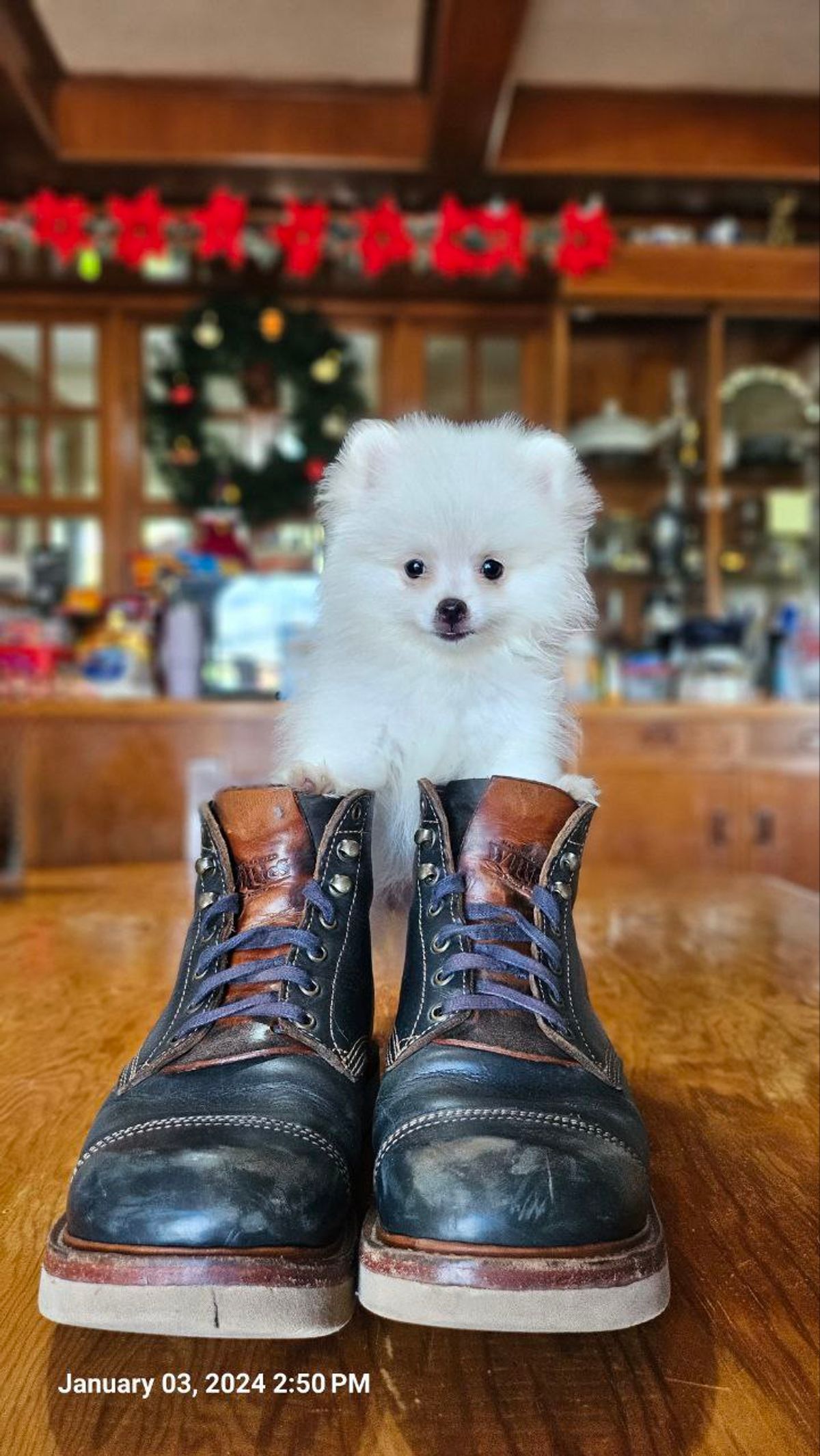 Photo by mjig76 on January 3, 2024 of the Willie's Handmade Boots Cap Toe Service Boot in Horween Navy Chromexcel.