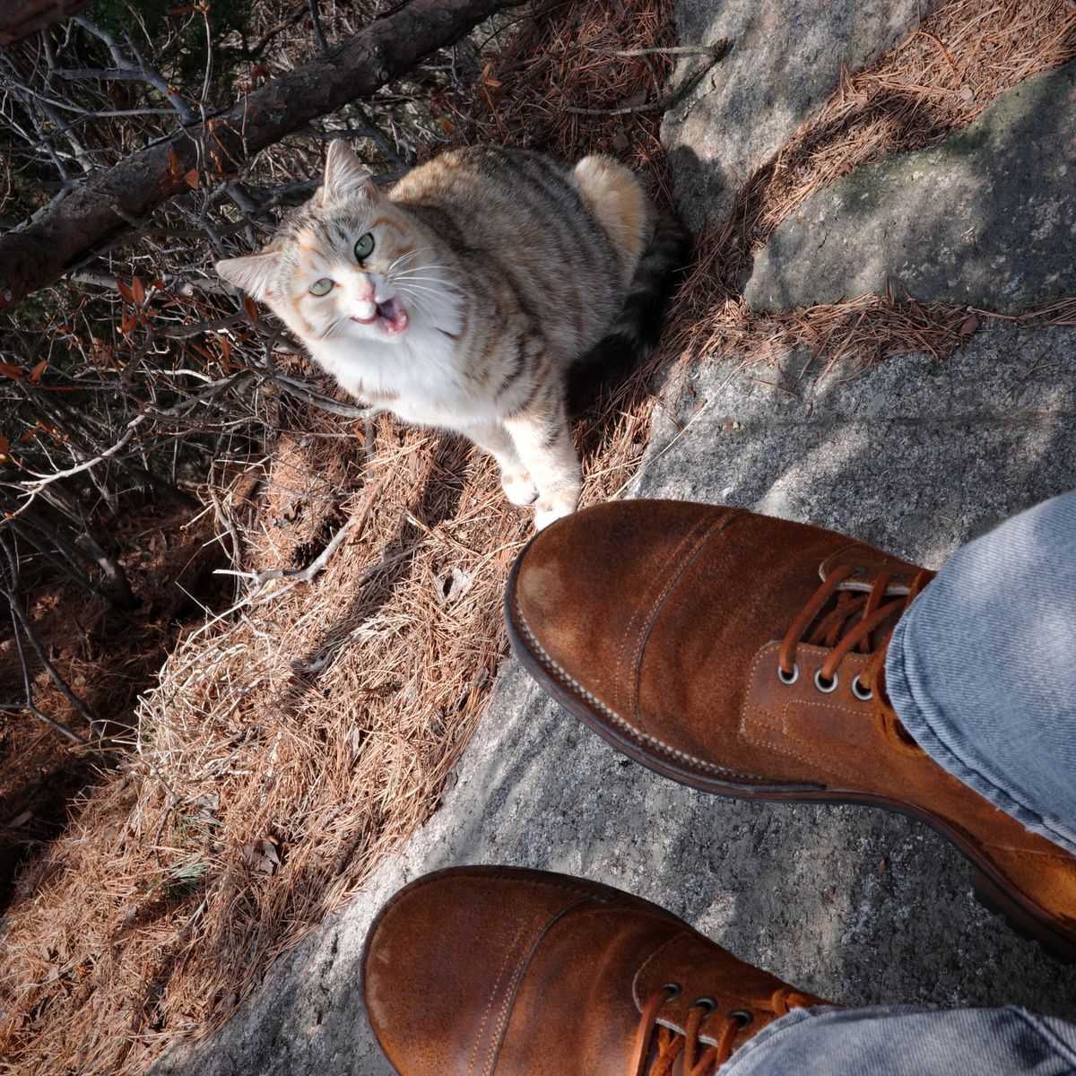 Photo by have.boots.will.travel on March 8, 2025 of the Viberg Service Boot PCT in Horween Golden Brown Predator Roughout.
