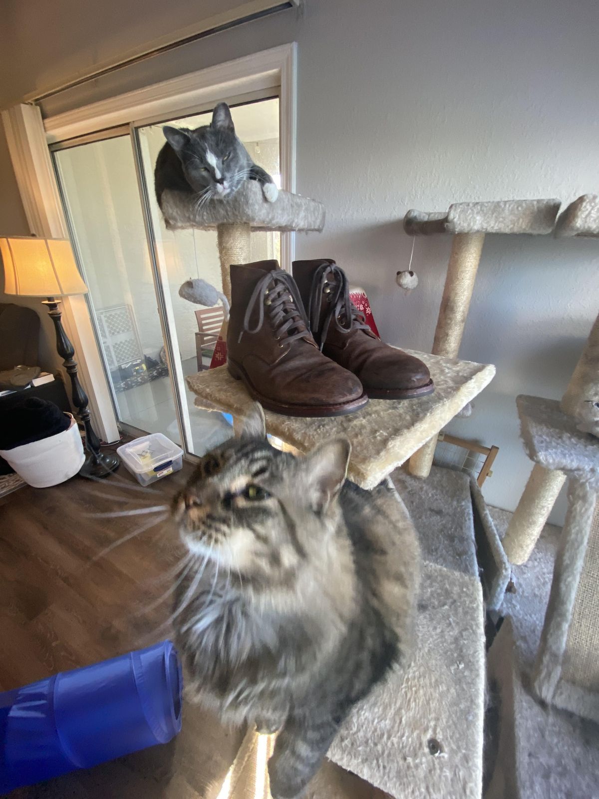 Photo by patinathunderdome on January 2, 2022 of the Grant Stone Edward Boot in C.F. Stead Tobacco Waxy Commander Suede.