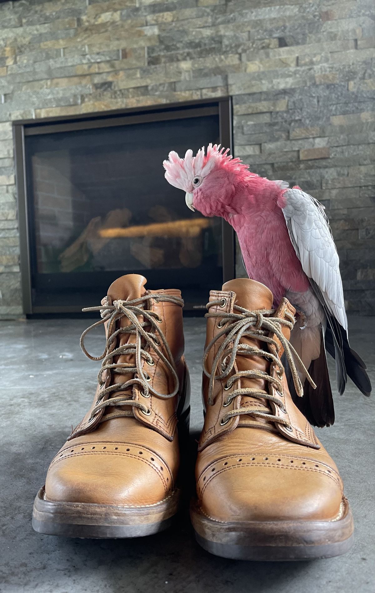 Photo by patinathunderdome on May 1, 2022 of the Wesco Hendrik in Horween Natural Essex.