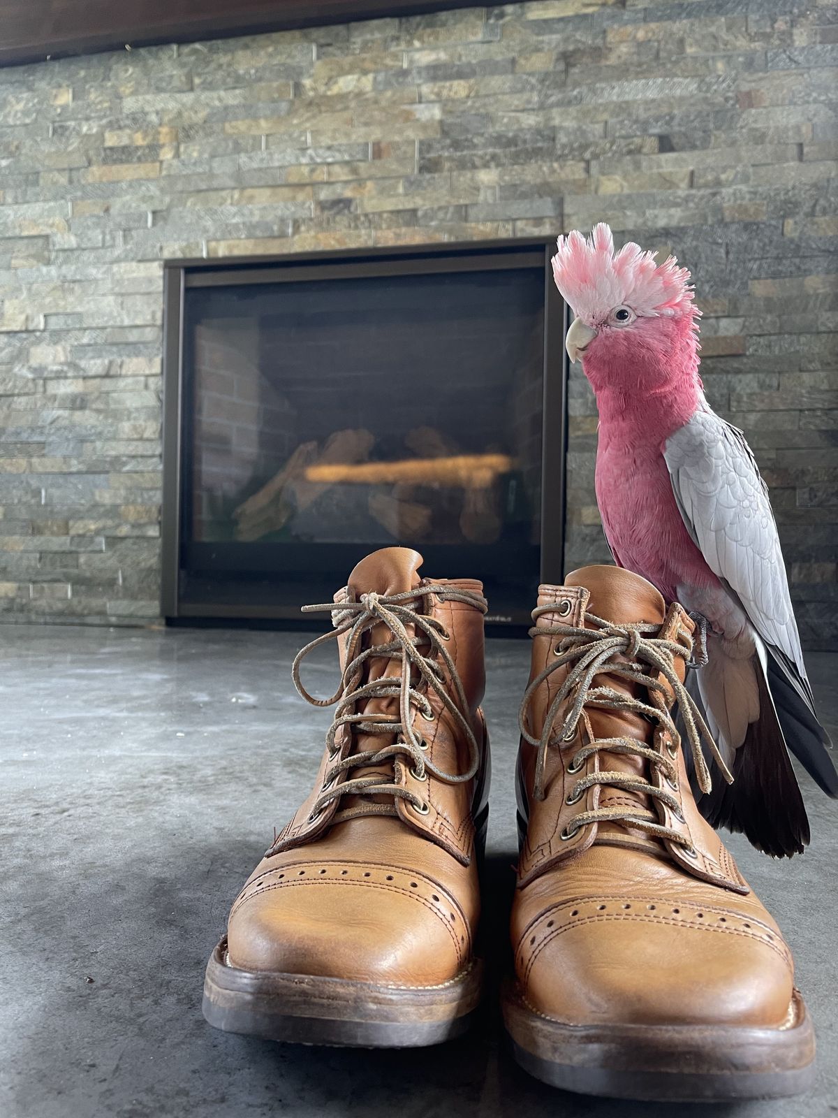 Photo by patinathunderdome on May 1, 2022 of the Wesco Hendrik in Horween Natural Essex.