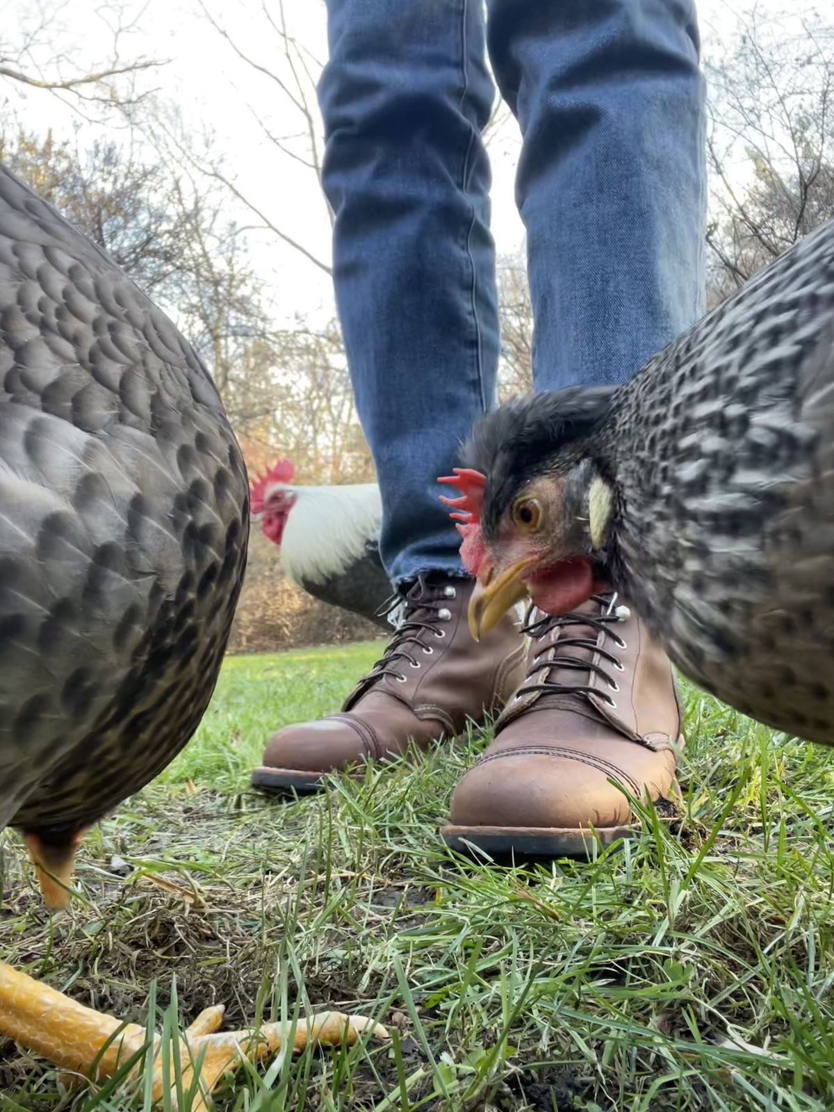 Photo by patinathunderdome on December 5, 2021 of the Red Wing Iron Ranger in S.B. Foot Amber Harness.