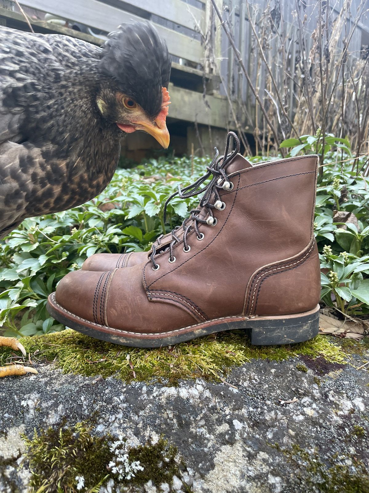Photo by patinathunderdome on December 5, 2021 of the Red Wing Iron Ranger in S.B. Foot Amber Harness.