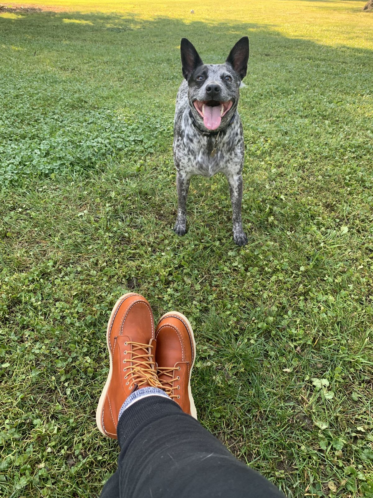 Photo by patinathunderdome on October 1, 2021 of the Red Wing 6-Inch Classic Moc in S.B. Foot Oro Legacy.