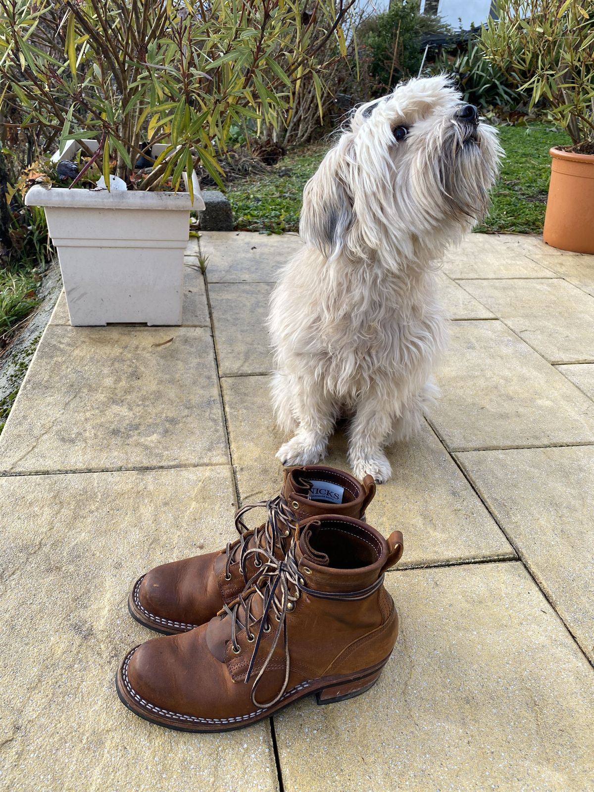Photo by patinathunderdome on December 5, 2021 of the Nicks Robert in Horween Orange Predator.