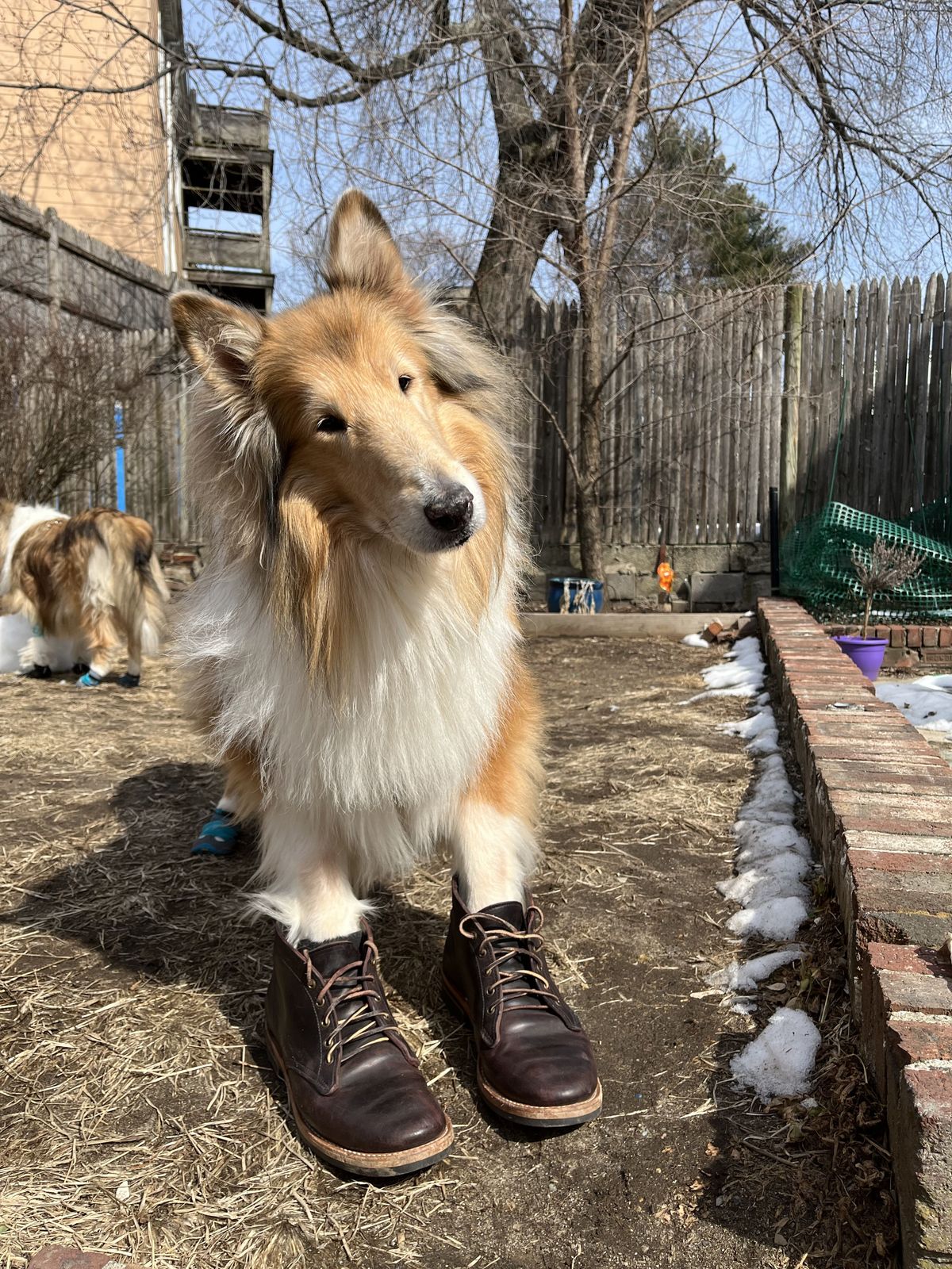 Photo by patinathunderdome on March 5, 2022 of the Truman Chukka in Guidi Aubergine Horse Rump.