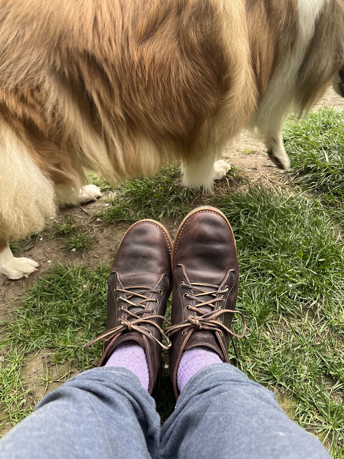 Photo by patinathunderdome on May 6, 2022 of the Truman Chukka in Guidi Aubergine Horse Rump.