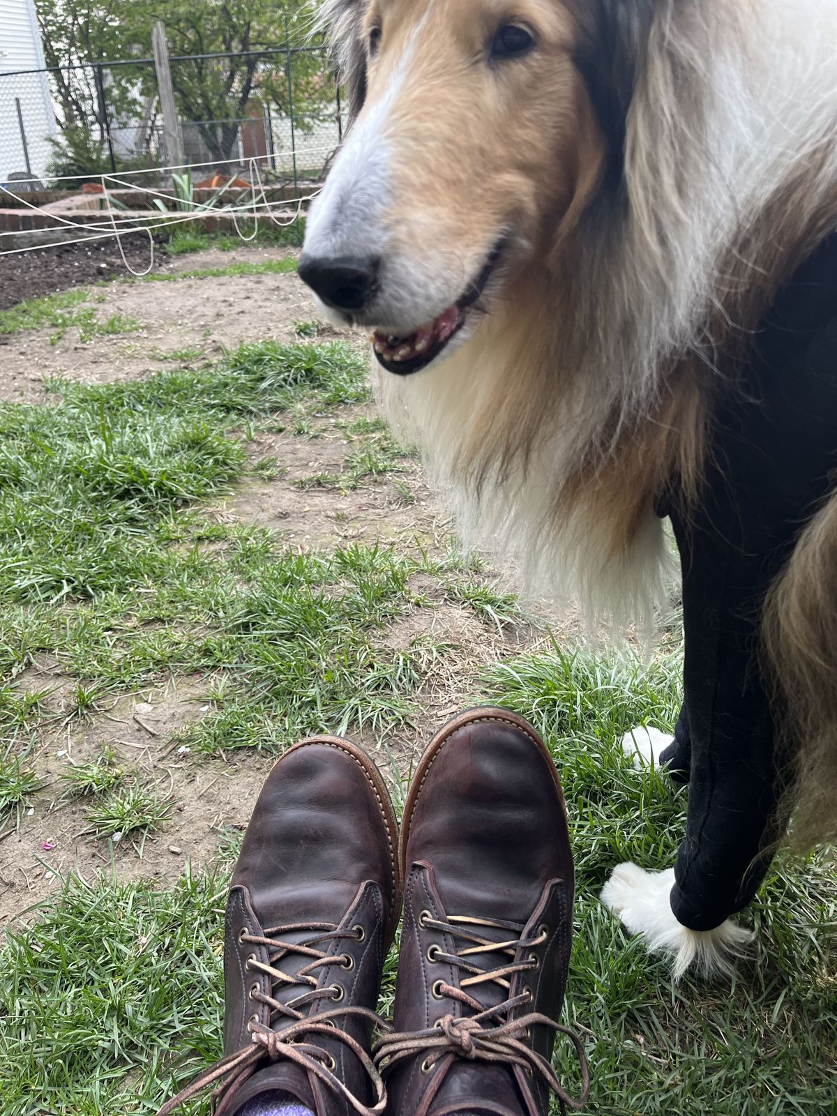 Photo by patinathunderdome on May 6, 2022 of the Truman Chukka in Guidi Aubergine Horse Rump.