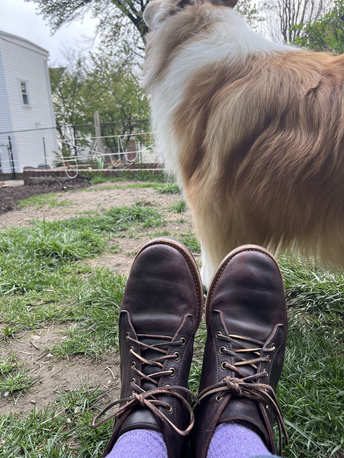 Photo by patinathunderdome on May 6, 2022 of the Truman Chukka in Guidi Aubergine Horse Rump.