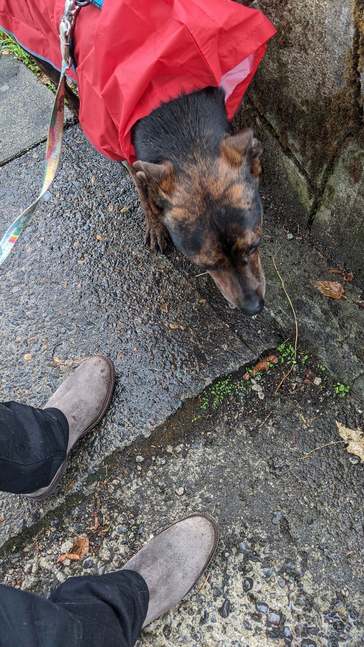 Photo by patinathunderdome on October 5, 2021 of the Viberg Chelsea in Maryam Walnut Waxed Reverse Horsebutt.