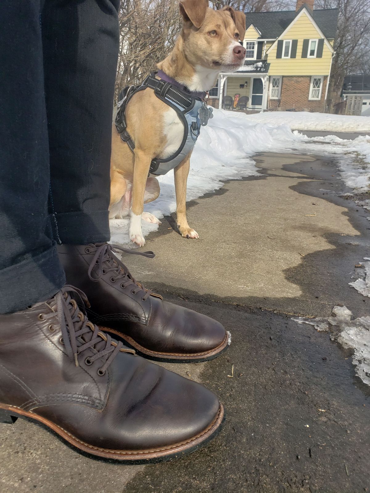 Photo by patinathunderdome on March 1, 2022 of the Red Wing Merchant in S.B. Foot Ebony Harness.