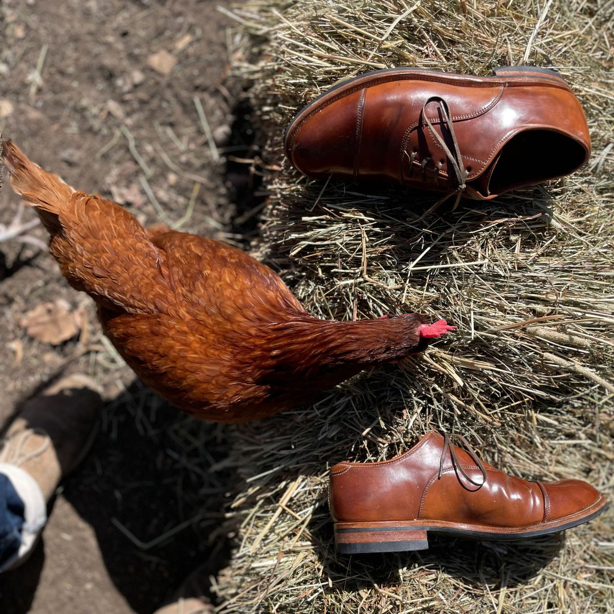 Photo by patinathunderdome on May 4, 2022 of the Viberg Bastion Oxford in Horween Natural Shell Cordovan.