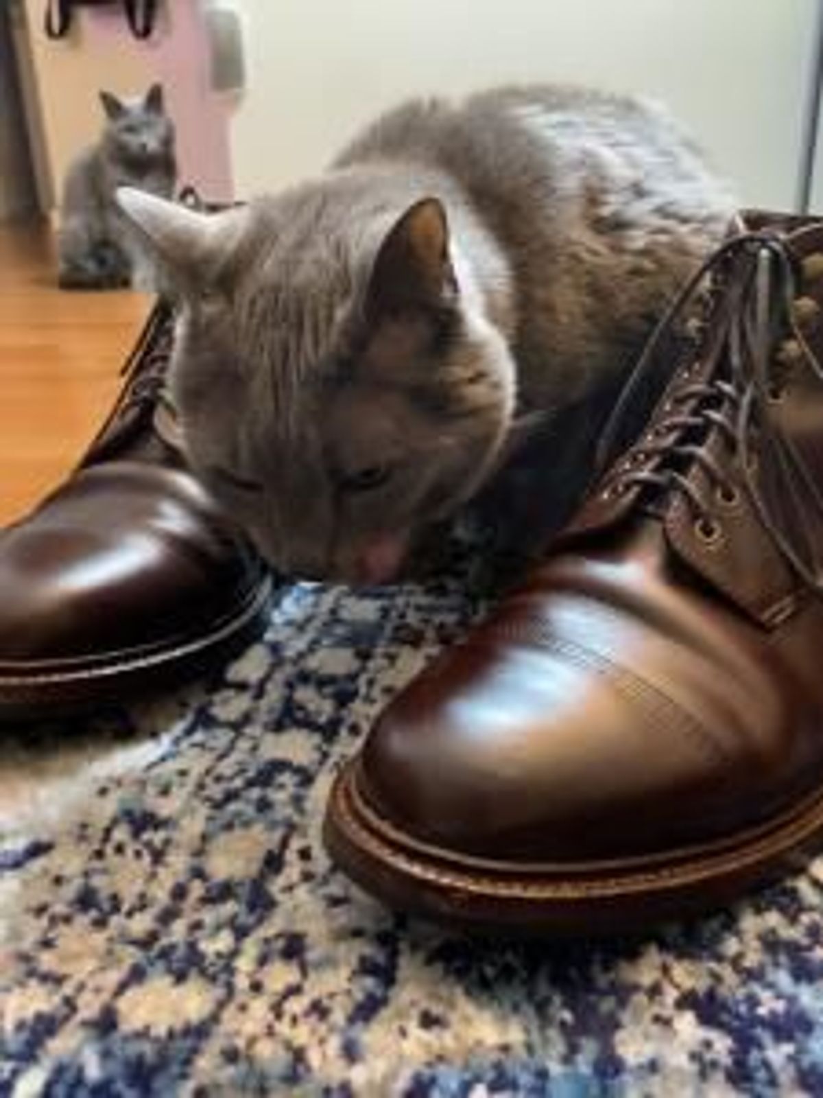 Photo by patinathunderdome on February 2, 2022 of the Grant Stone Cap Toe Boot in Horween Crimson Chromexcel.