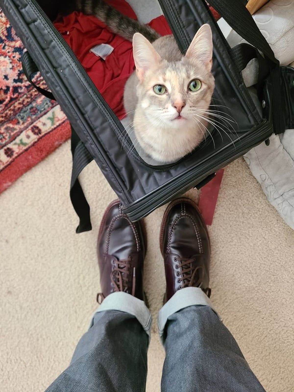 Photo by patinathunderdome on December 2, 2021 of the Alden Tanker Boot in Horween Color 8 Shell Cordovan.