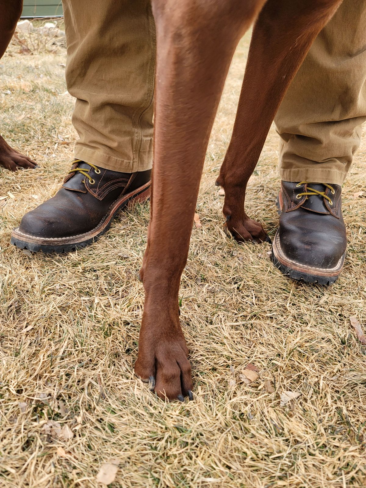 Photo by patinathunderdome on March 4, 2022 of the Nicks Urban Logger in Horween Brown Waxed Flesh.