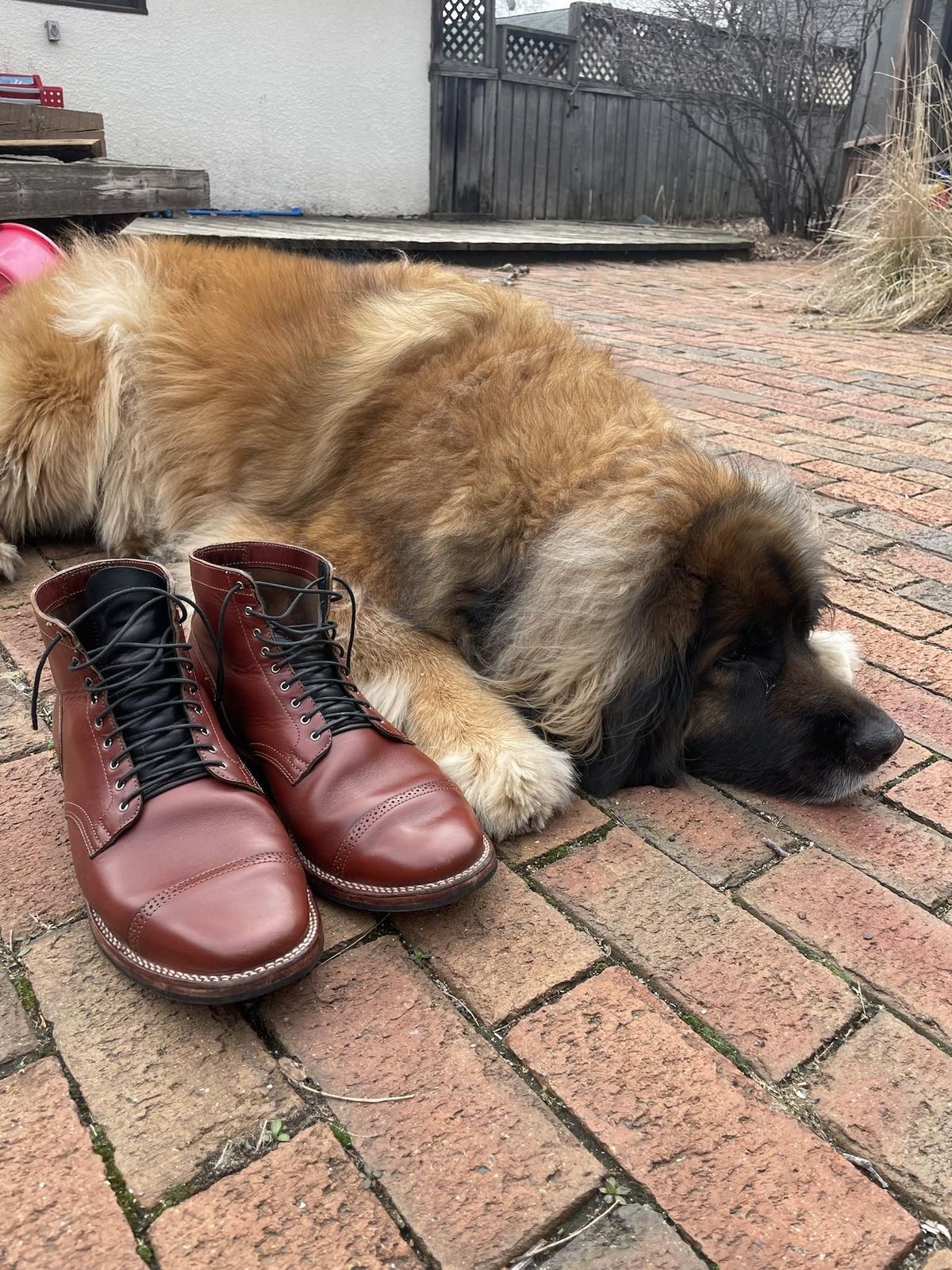 Photo by patinathunderdome on May 3, 2022 of the Viberg Service Boot in Horween Color 4 Workshoe Butt.