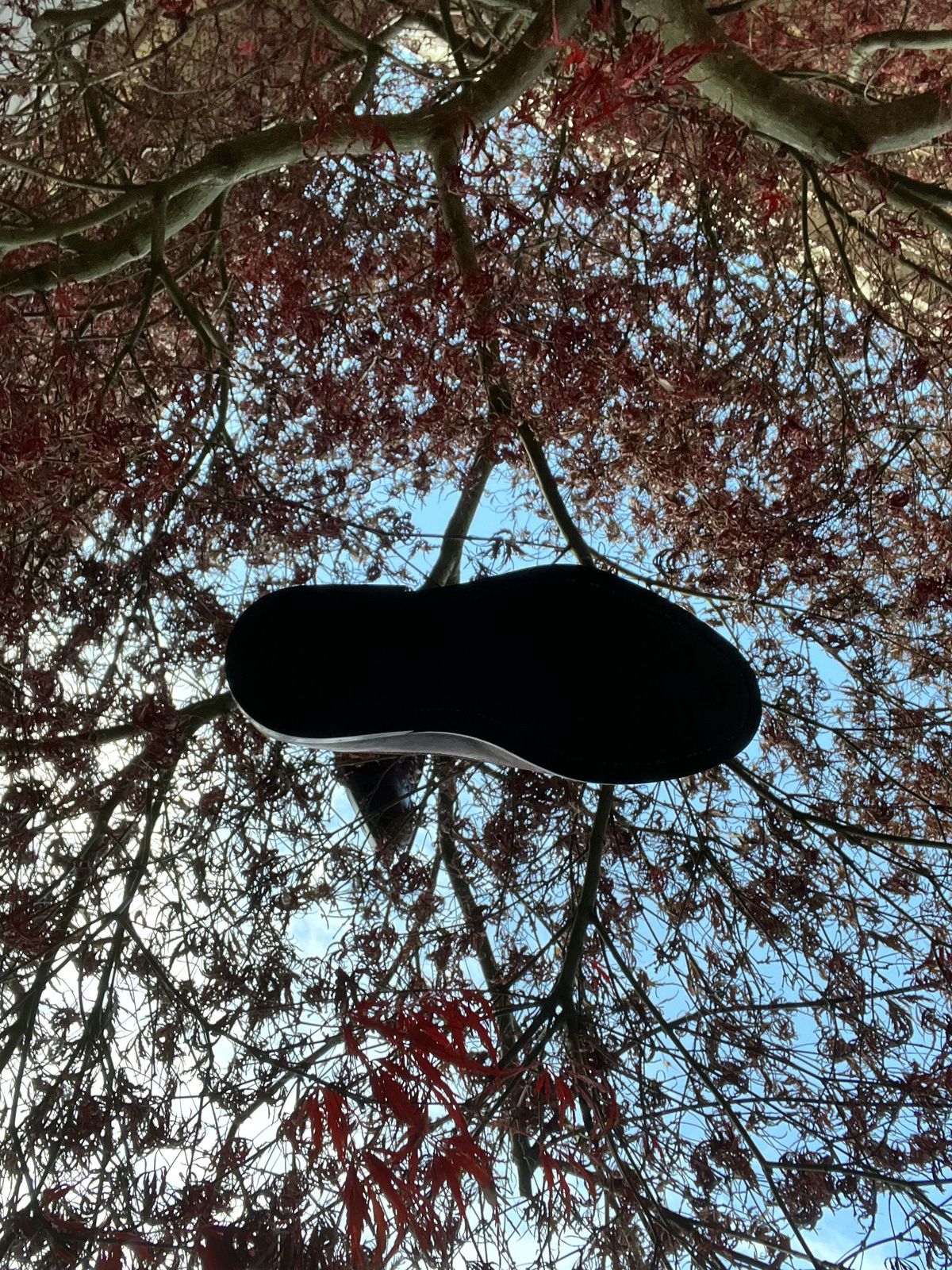 Photo by patinathunderdome on December 5, 2021 of the Tahura Merkusi in Conceria Cloe Burgundy Horsebutt.